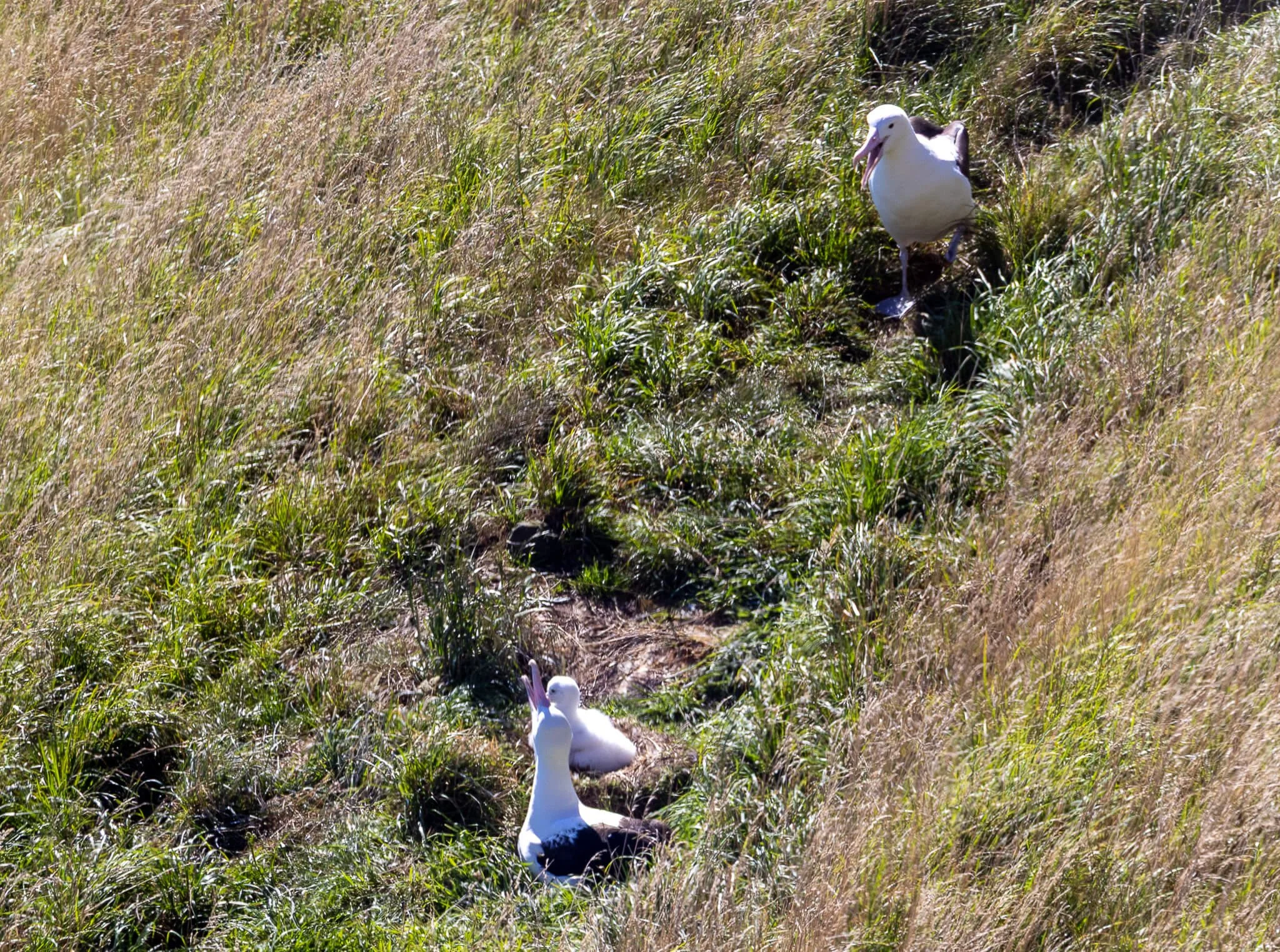 Rare site - both parents with chick