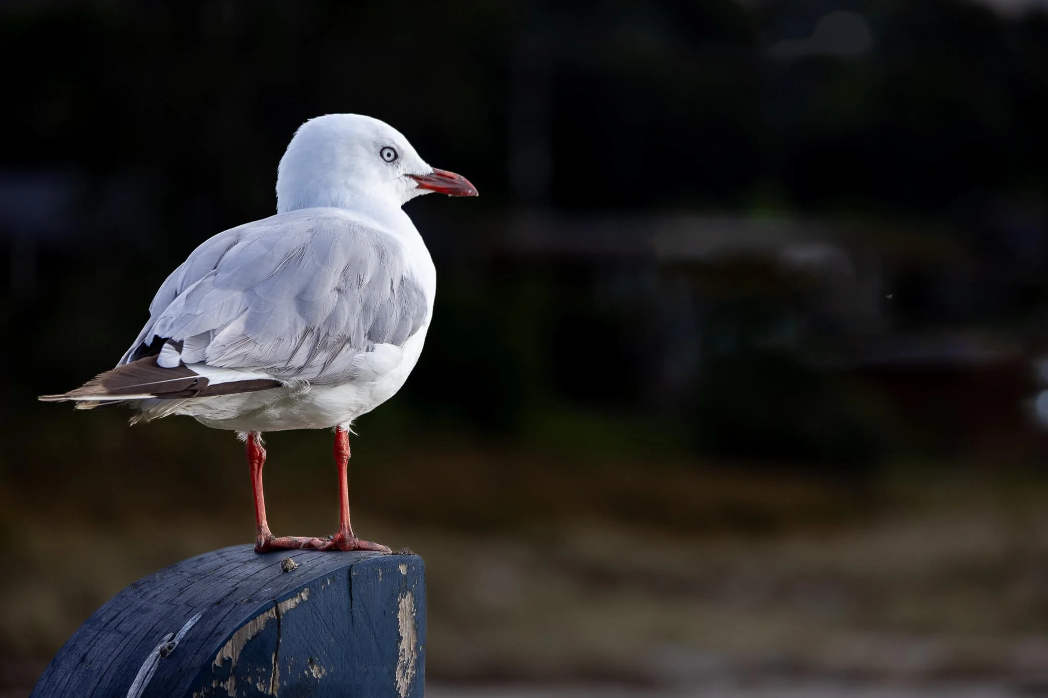 Endangered Red-billed  Seagull