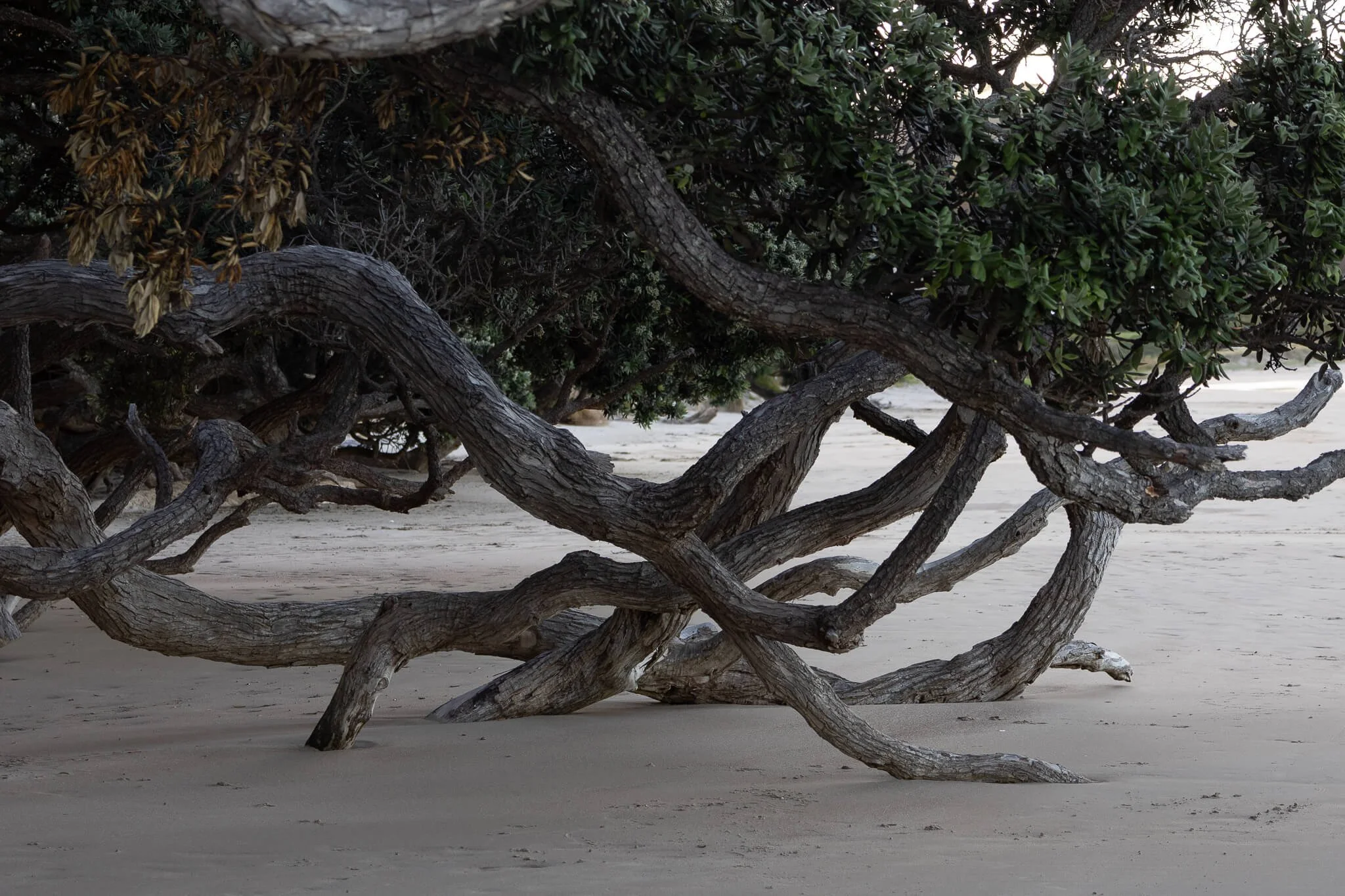 Pohutukawa (Christmas Tree)