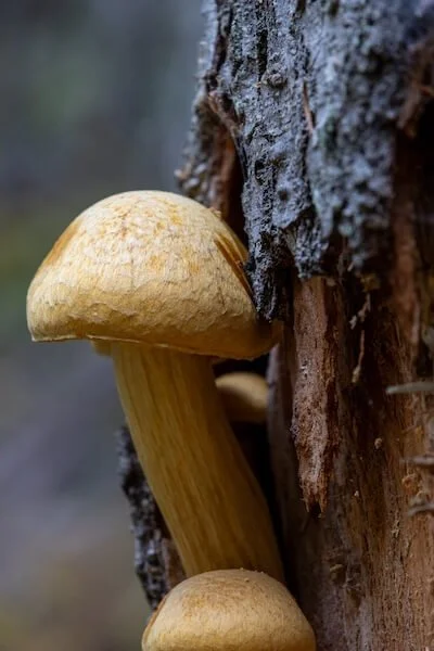 Close-up of a mushroom growing on the side of a tree trunk in a forest.