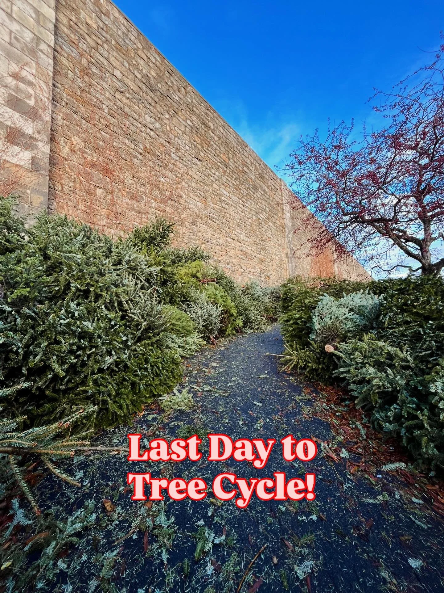 Today&rsquo;s the last day of tree cycling with FESPP! 🌲♻️
Join us from 9&ndash;3 to recycle your tree and watch the wood chipper turn it into something new!