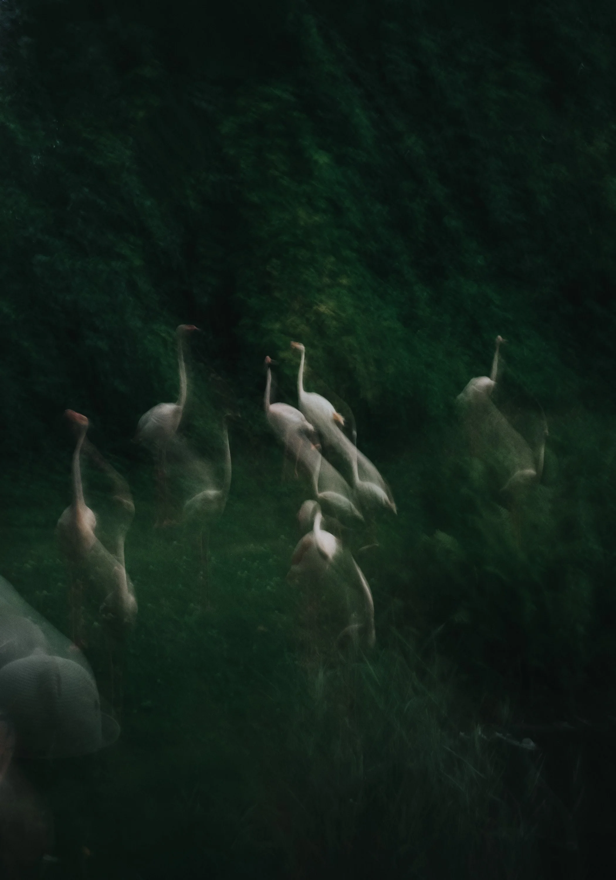 Sju flamingoer står i en grønn, skogaktig bakgrunn, noen med hodet hevet og noen med hodet bøyd nedover.