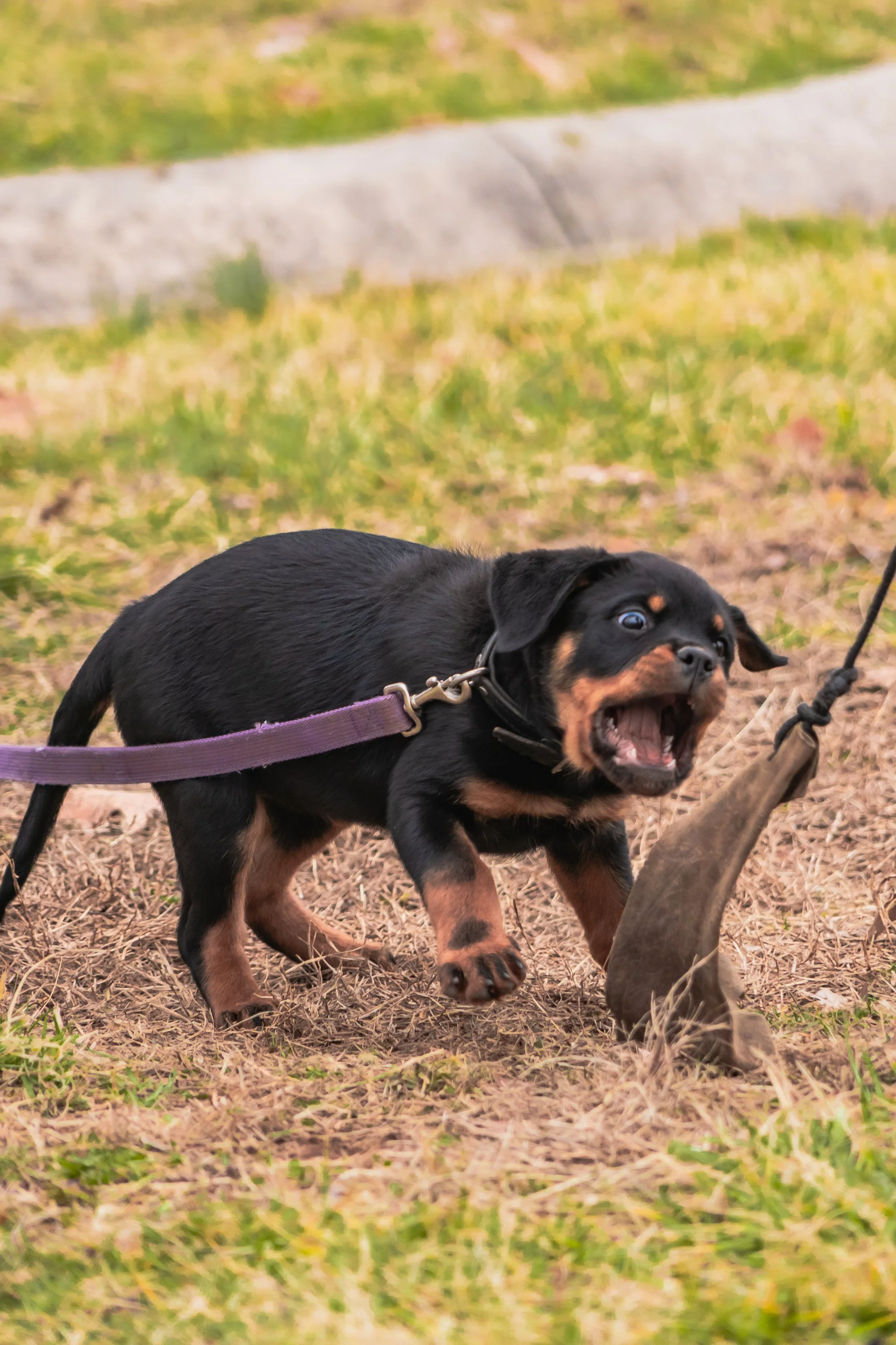 Feb_11 - Dog Pics in PA-132.jpg