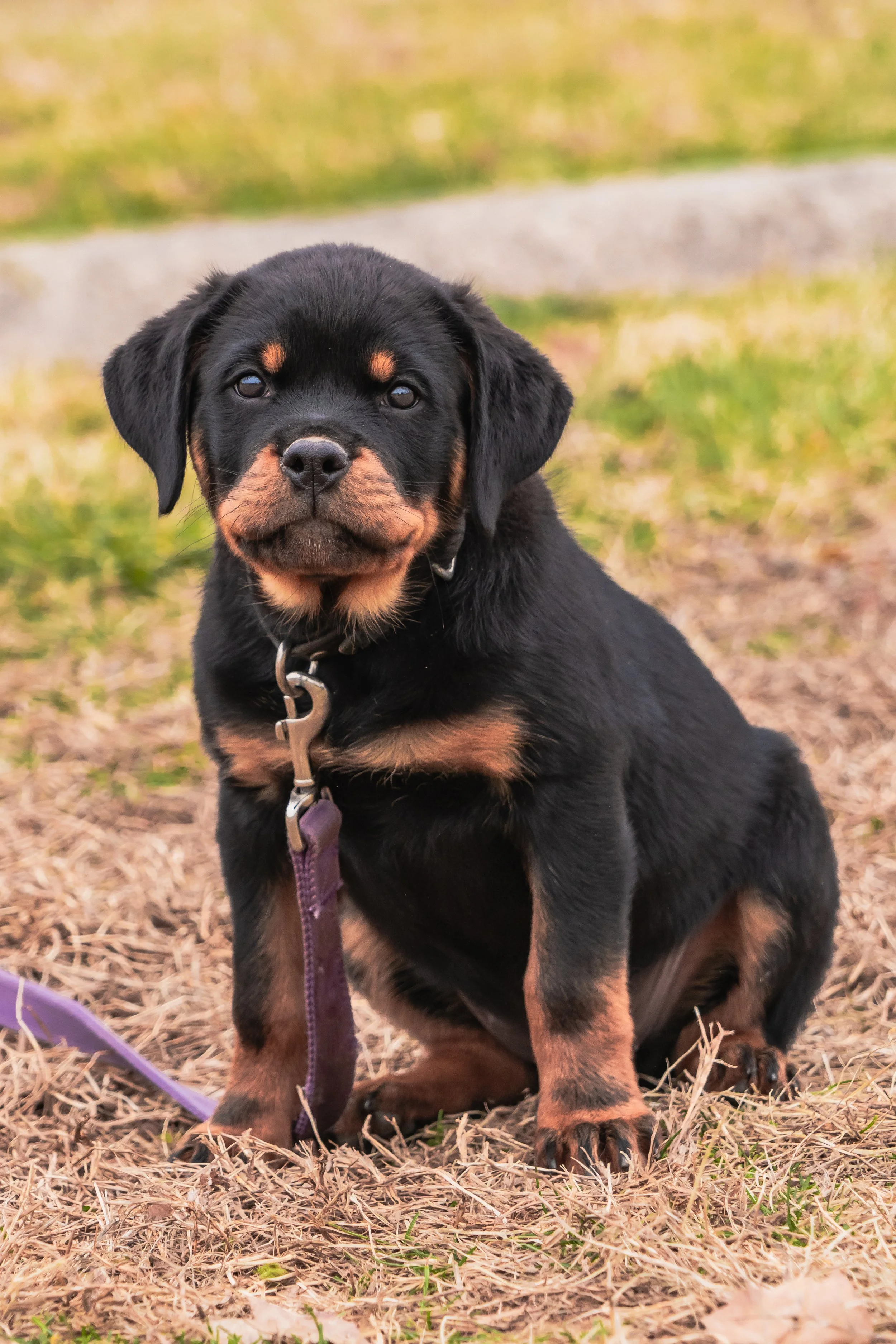 Feb_11 - Dog Pics in PA-100.jpg