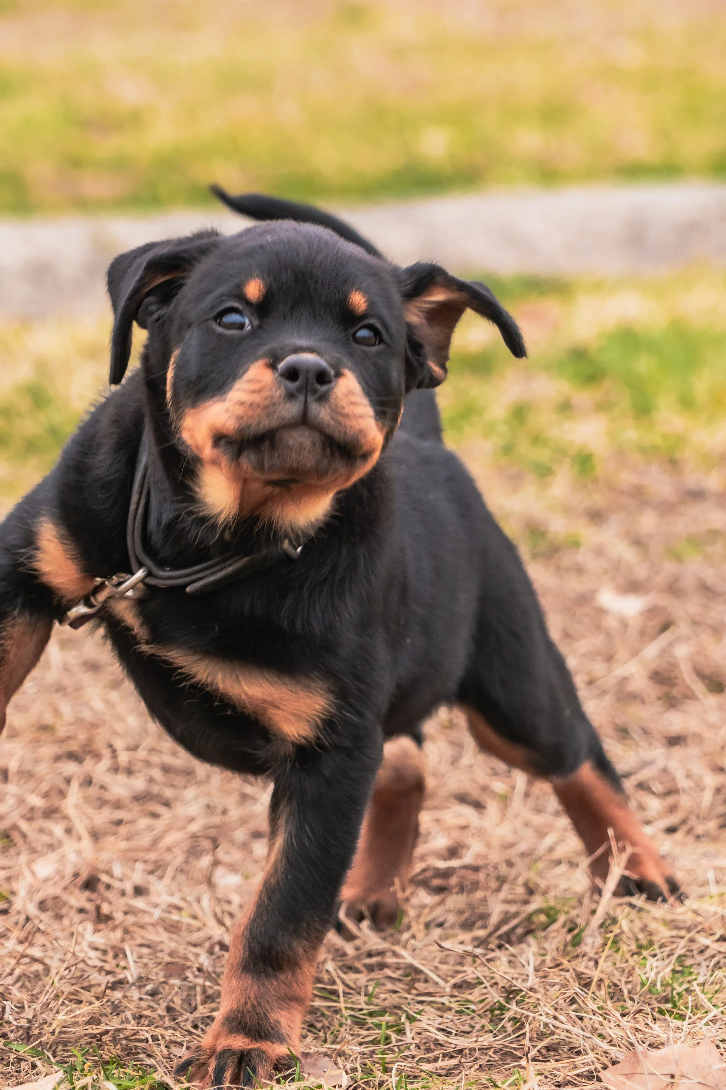 Feb_11 - Dog Pics in PA-101.jpg