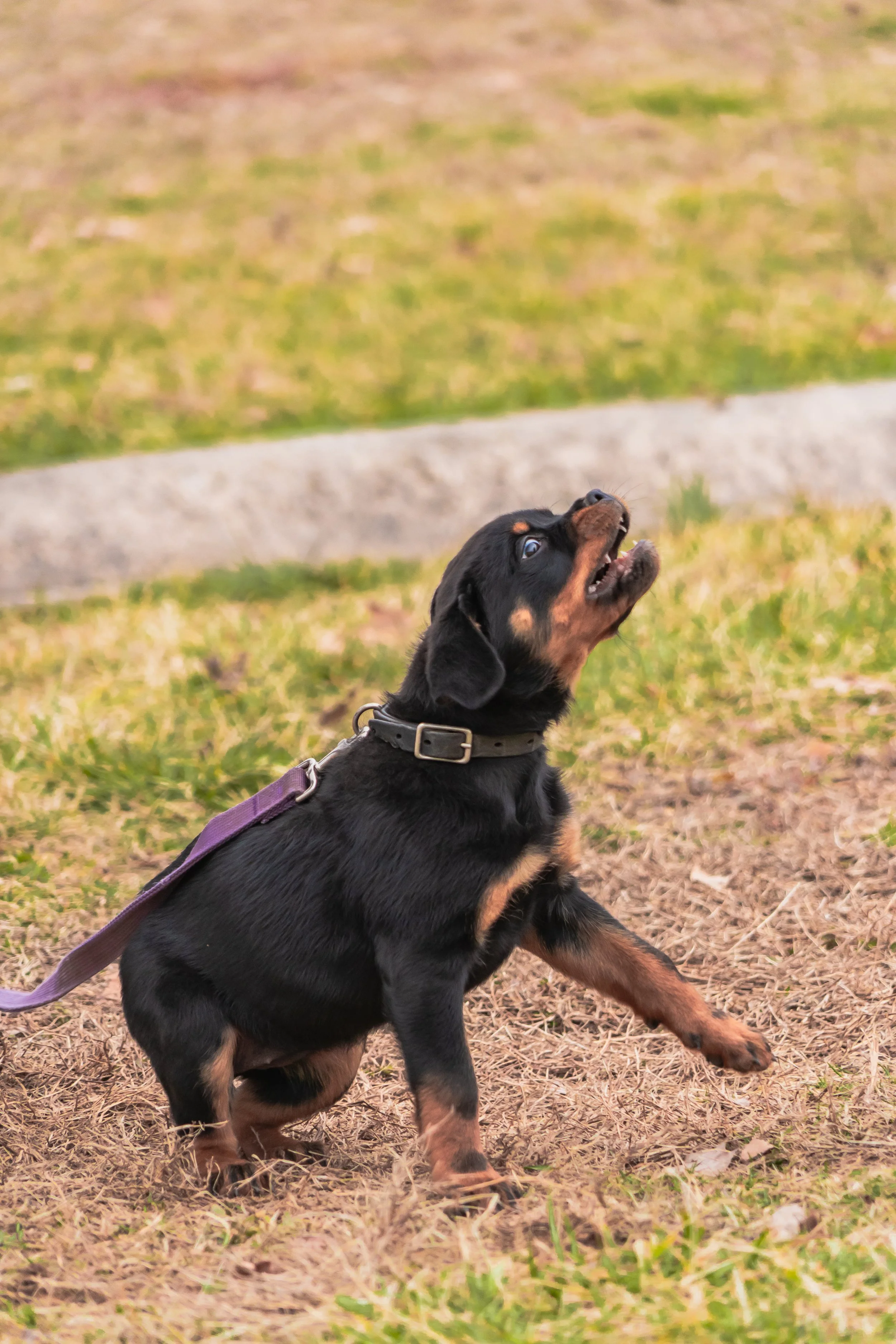 Feb_11 - Dog Pics in PA-128.jpg