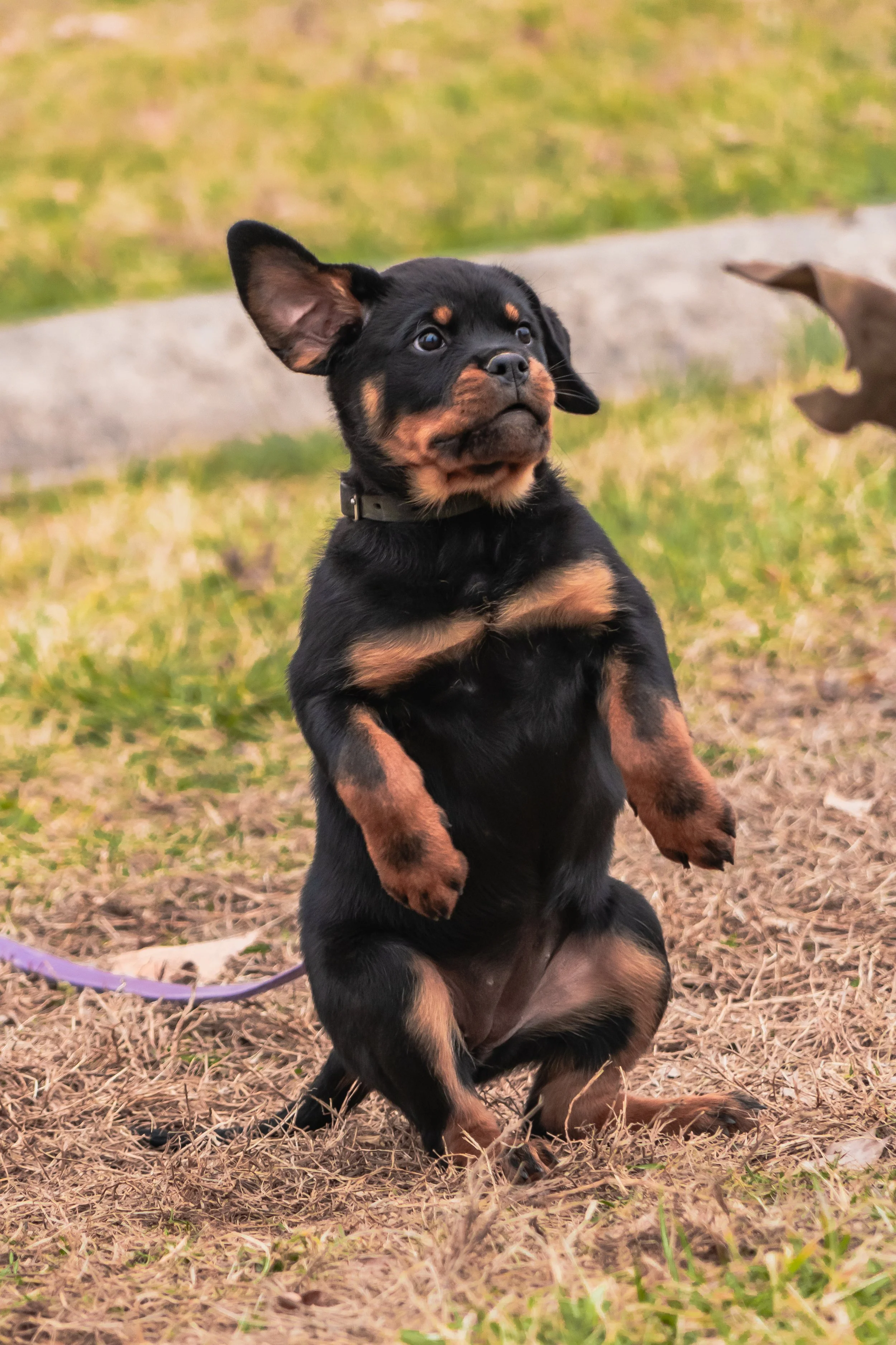 Feb_11 - Dog Pics in PA-126.jpg