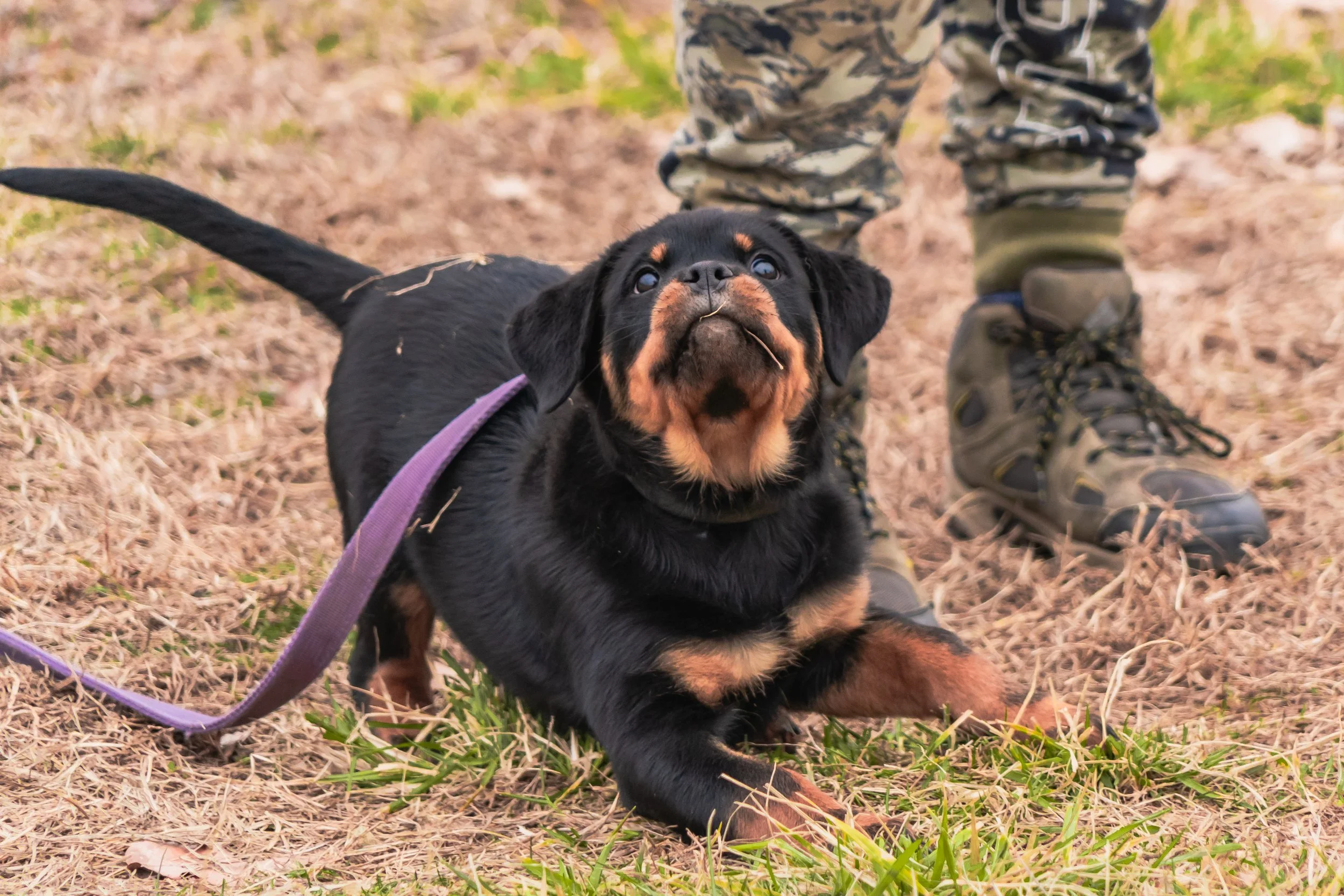 Feb_11 - Dog Pics in PA-112.jpg