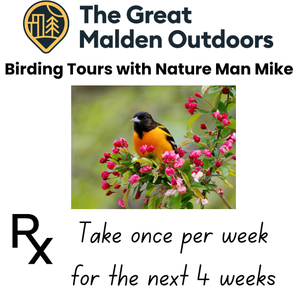 An image of a Baltimore Oriole sitting on a tree branch with pink and red flowers placed on top of a Great Malden Outdoors prescription pad that says take once per week for the next four weeks.