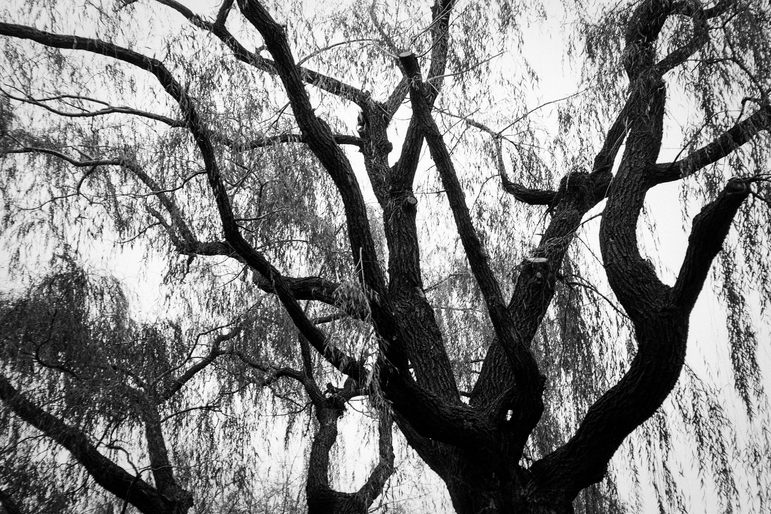 WEEPING WILLOW