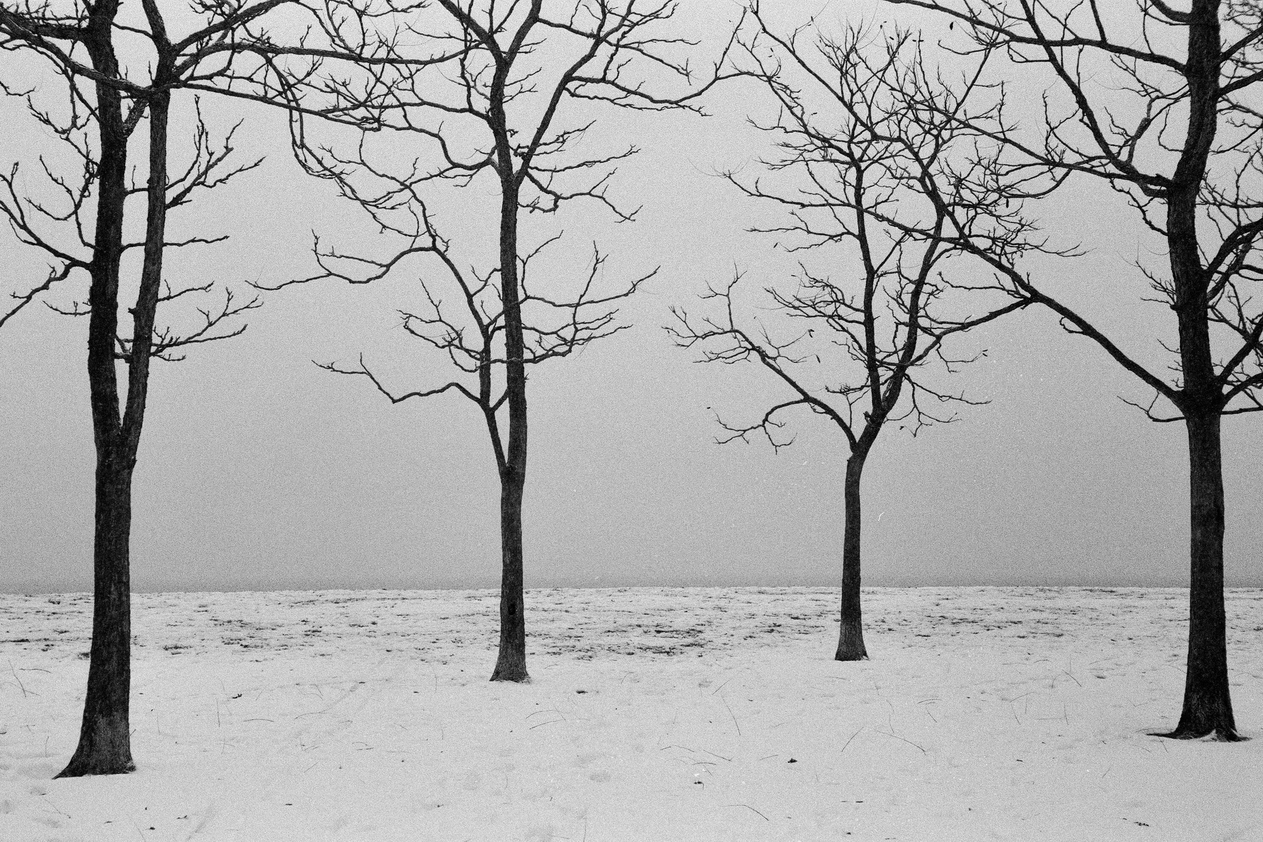 WINTER TREES