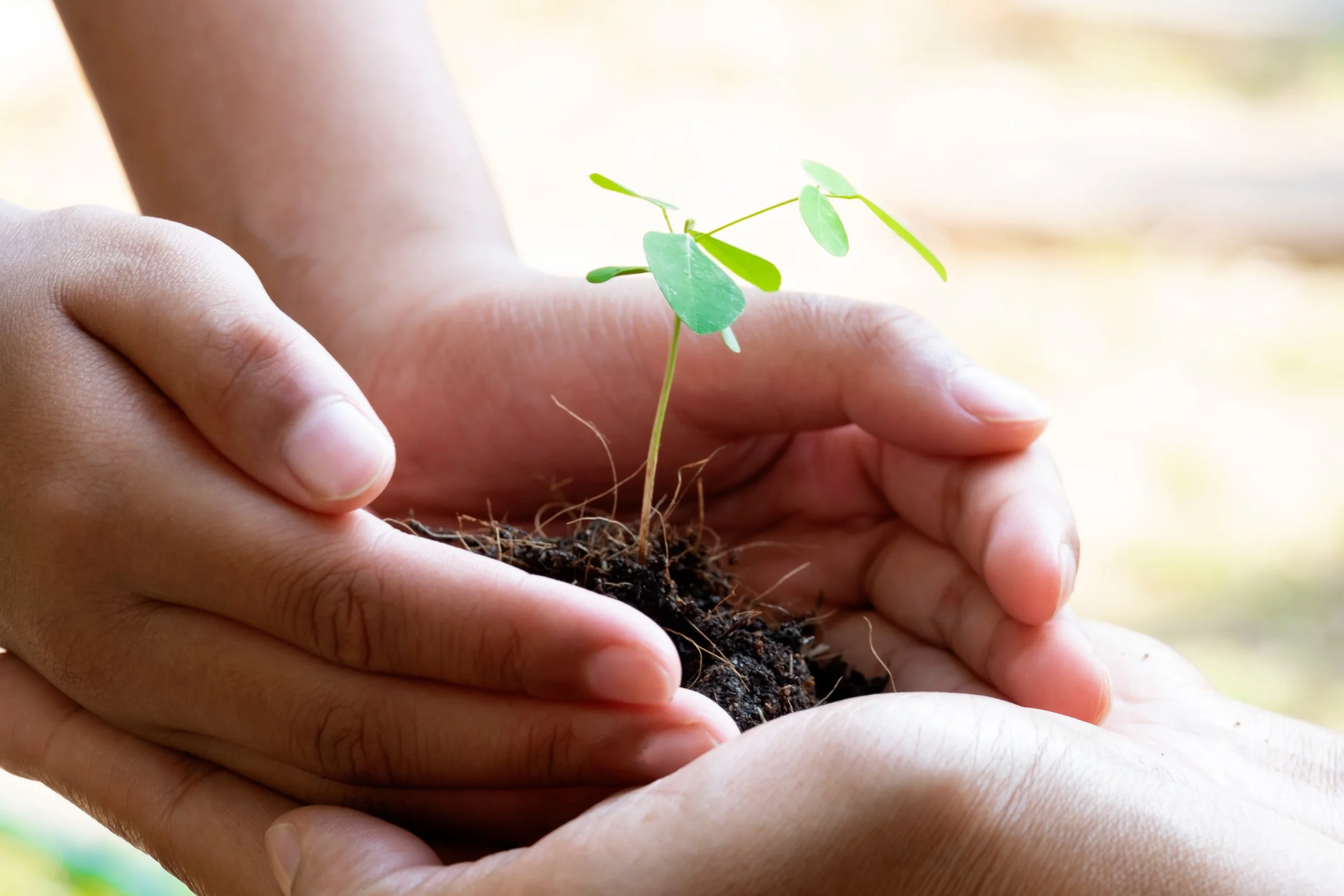 Sprouting plant growing in pair of hands.