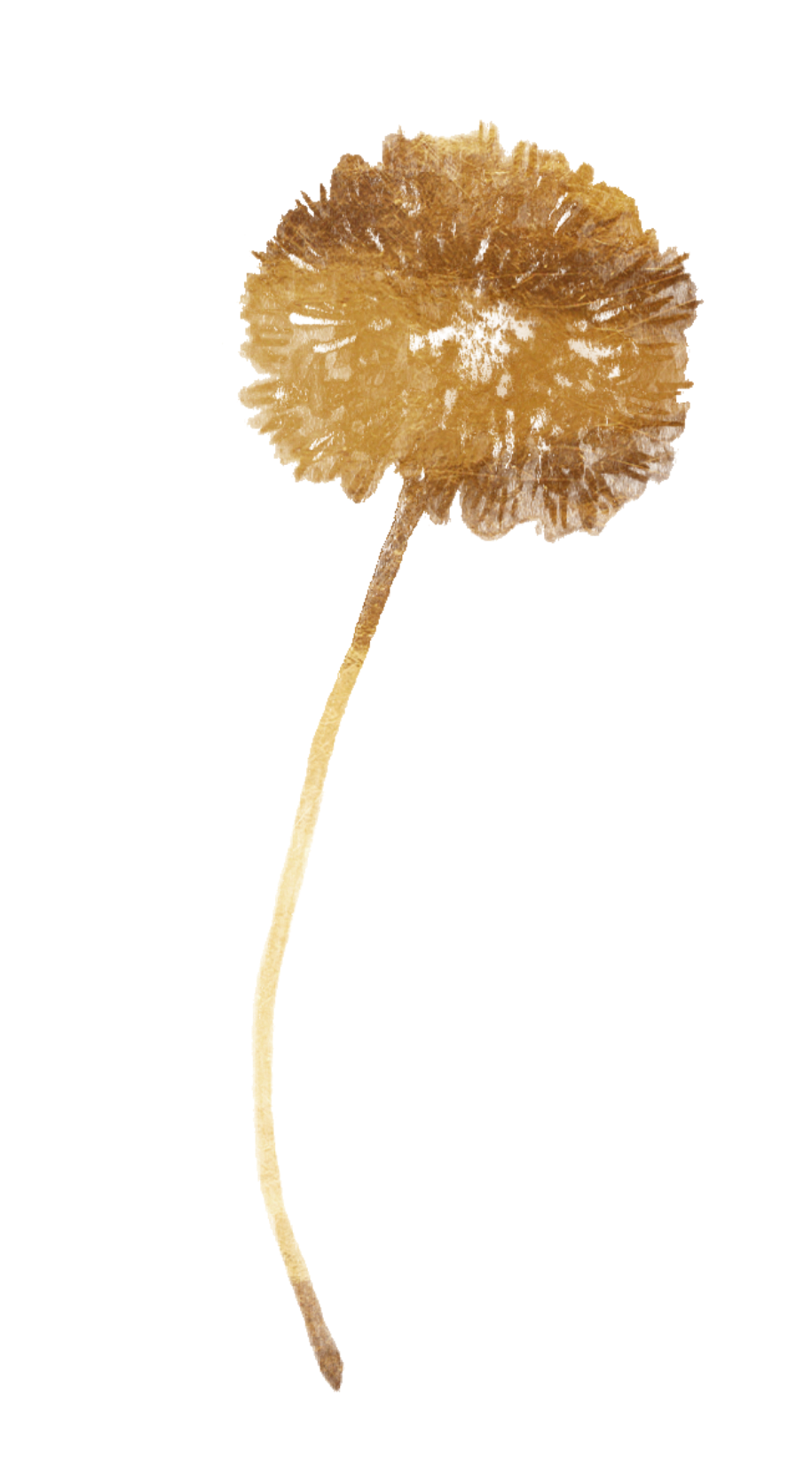 A dried, pressed golden-brown leaf with a textured surface and visible veins, attached to a slender stem.