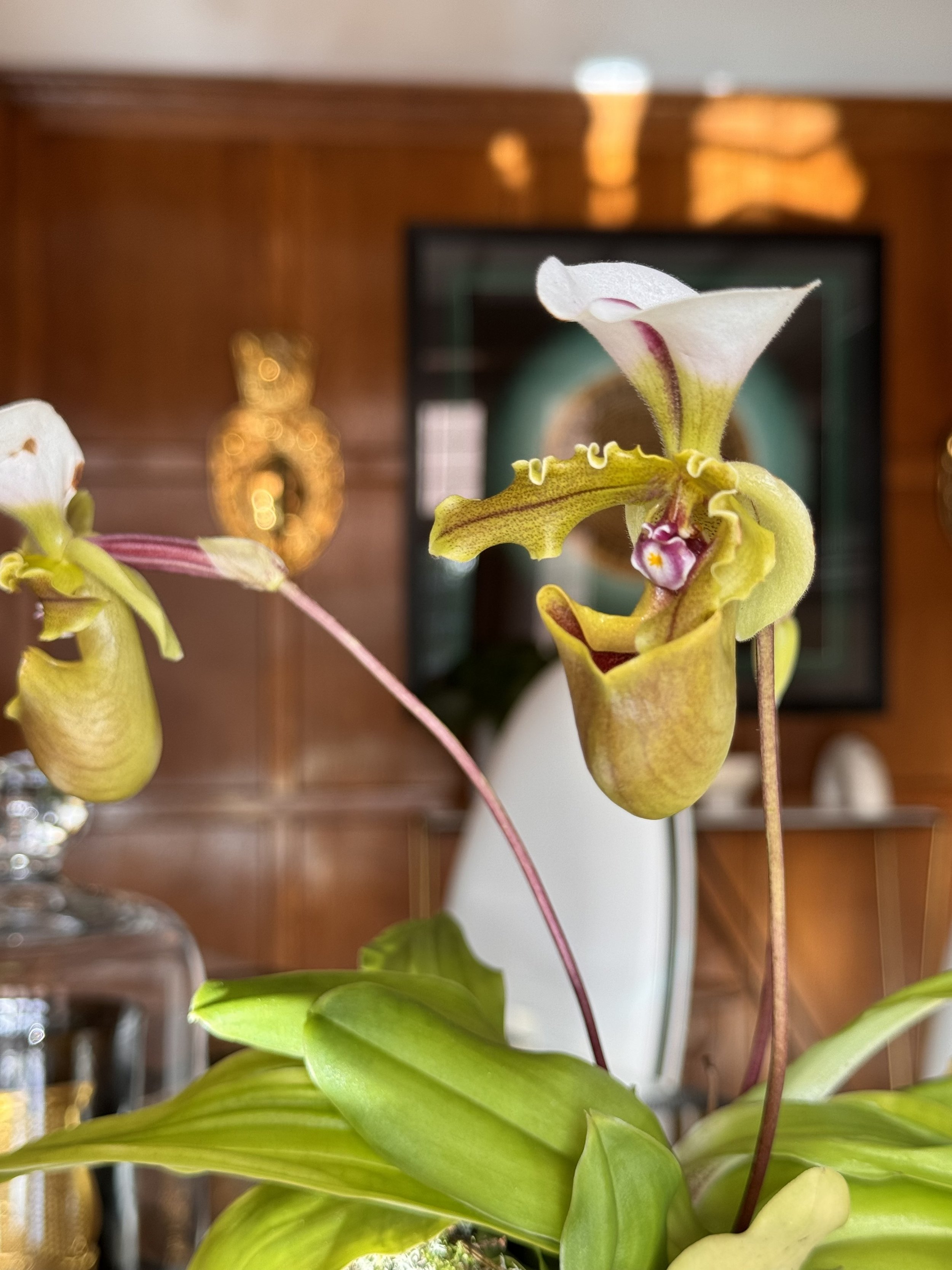 Close-up of a blooming orchid flower with white petals and purple accents, set against a blurred indoor background.