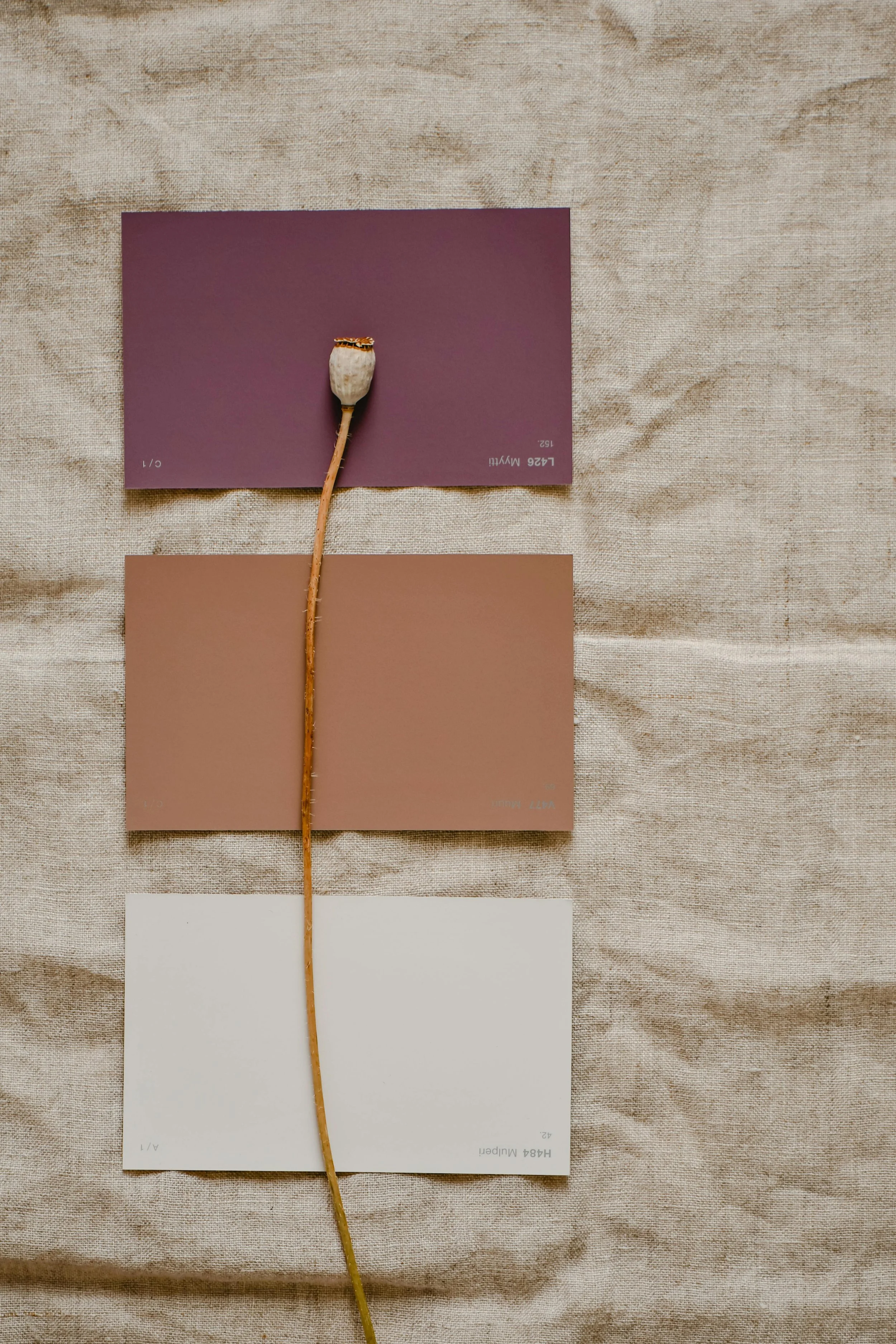 A dried flower with a beige seed head and a long thin stem placed on top of four color swatches in varying shades from purple to white, on a textured beige fabric background.