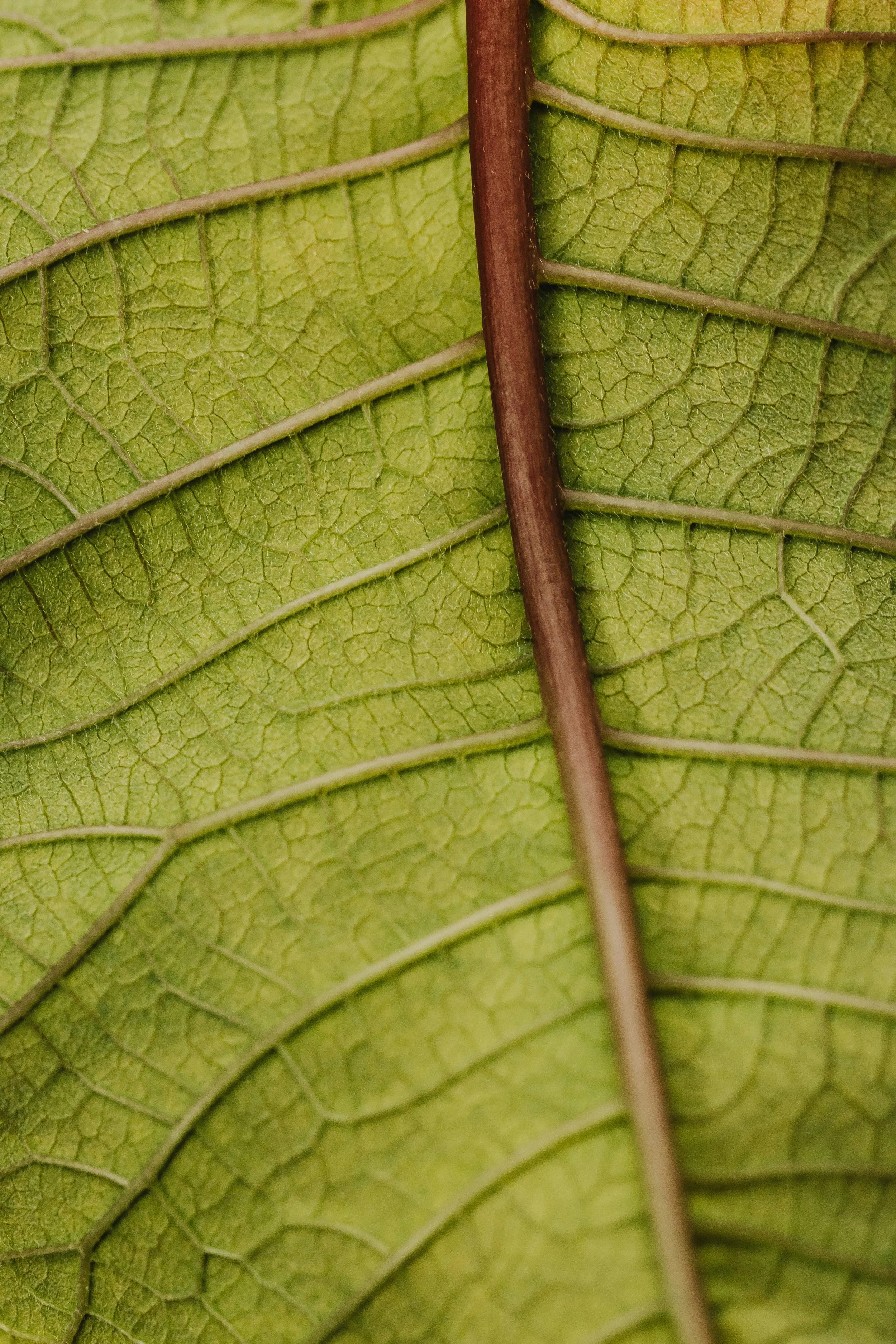 Close-up of green leaves with visible veins and a brown stem.