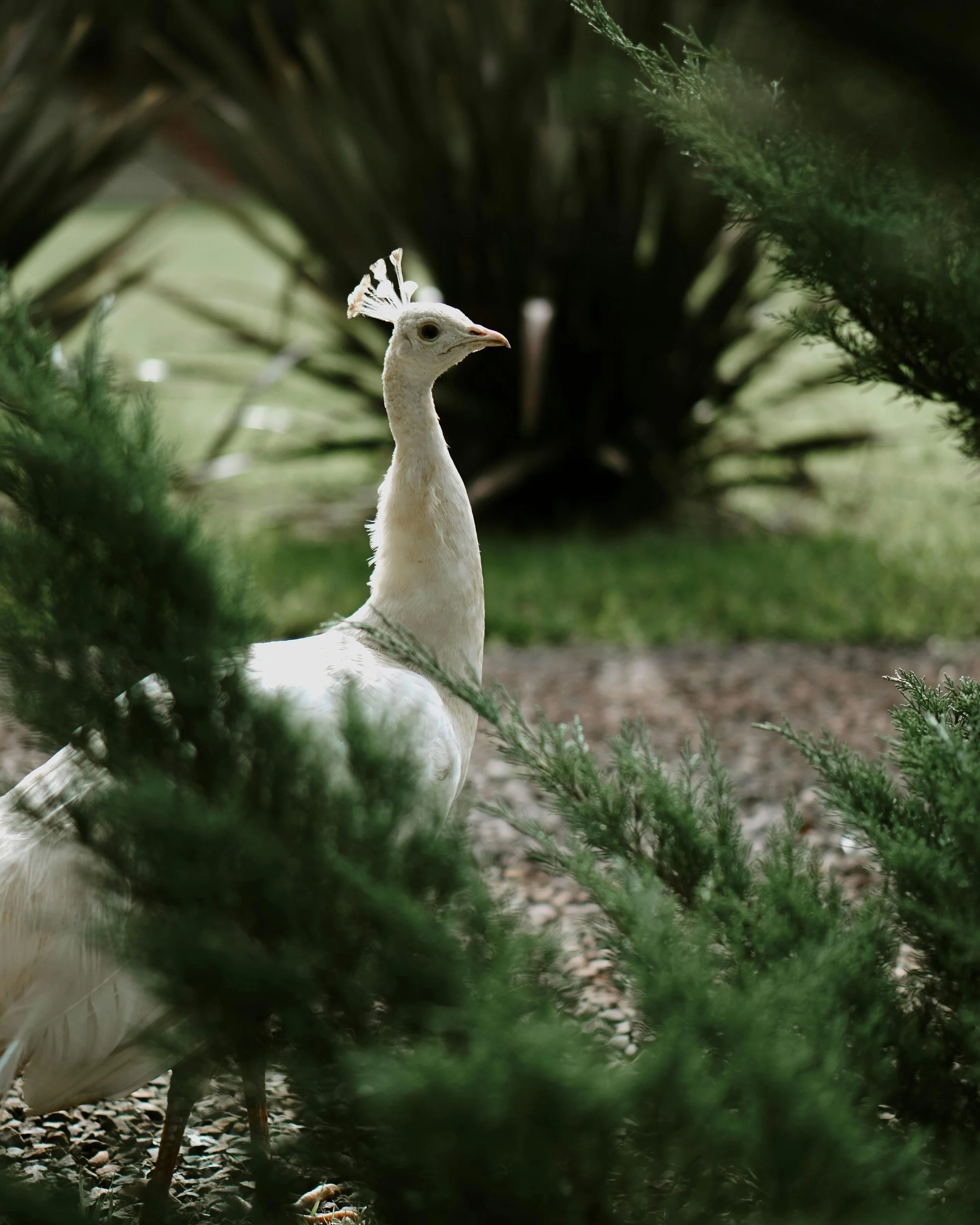 A peacock with a white and cream-colored body and crest, seen through green foliage, standing on a gravel surface.