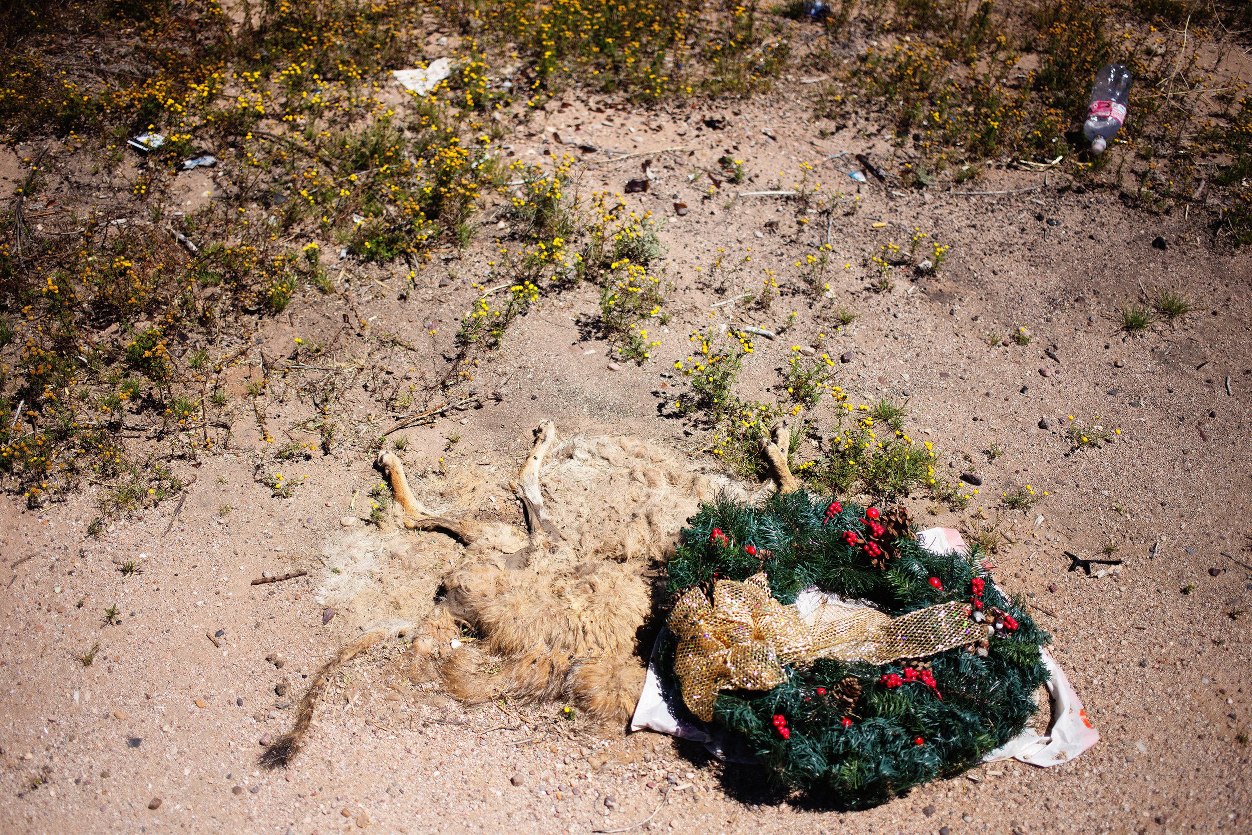 Coyote and Wreath // Casa Grande, AZ