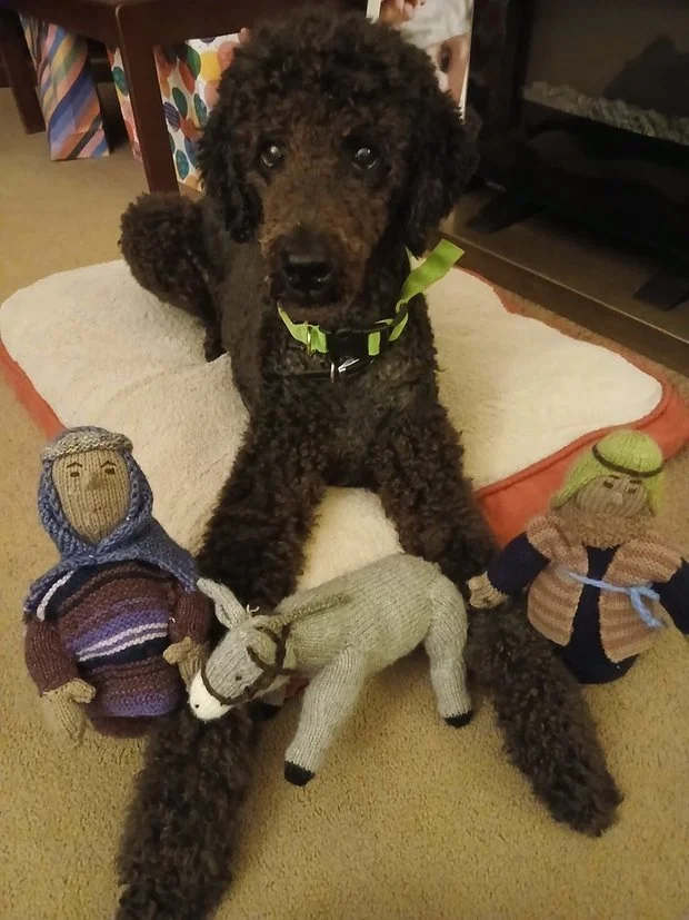 A curly-haired black puppy with a green collar lying on a white and red dog bed, surrounded by knitted dolls of a girl and a boy, and a knitted horse.