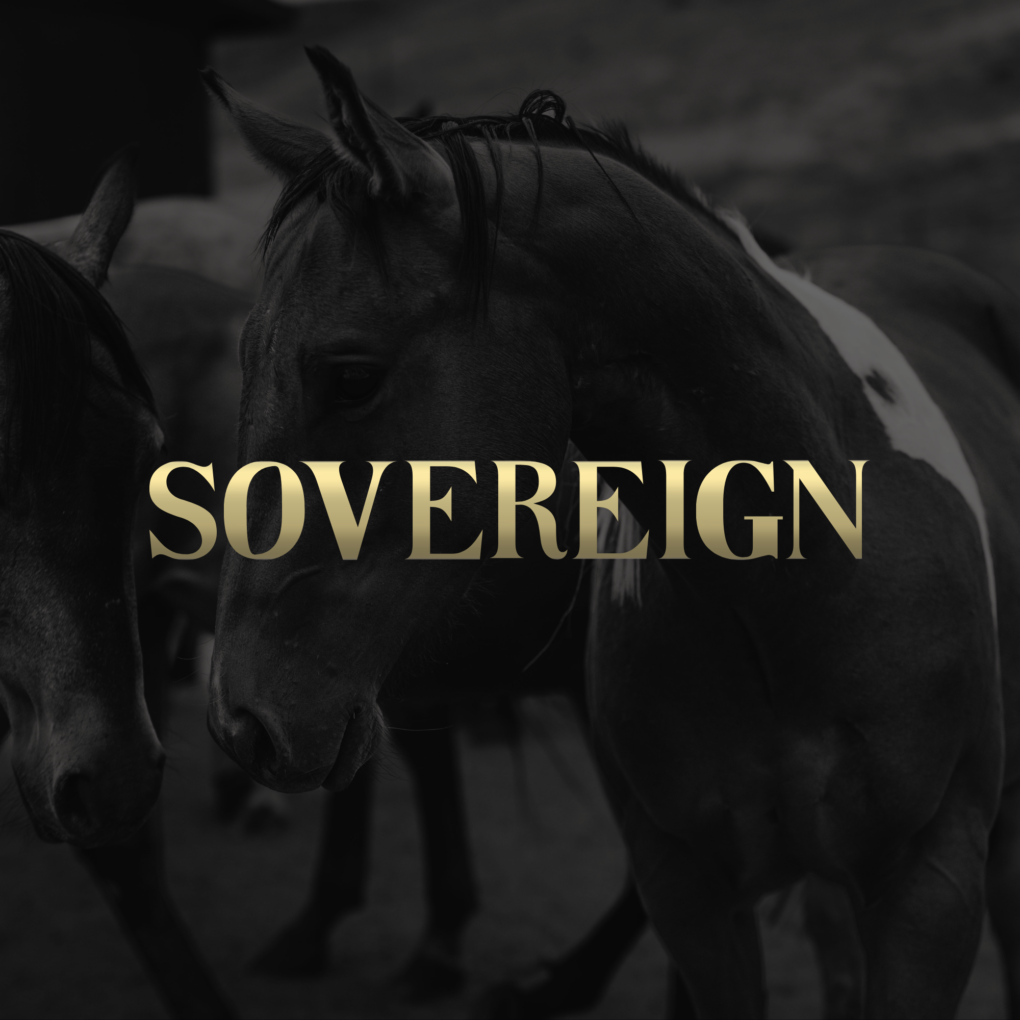 Copy of Untitled (5).png