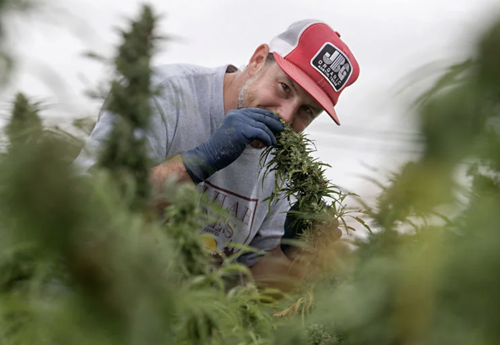 Aaron Owens - Tejas Hemp
