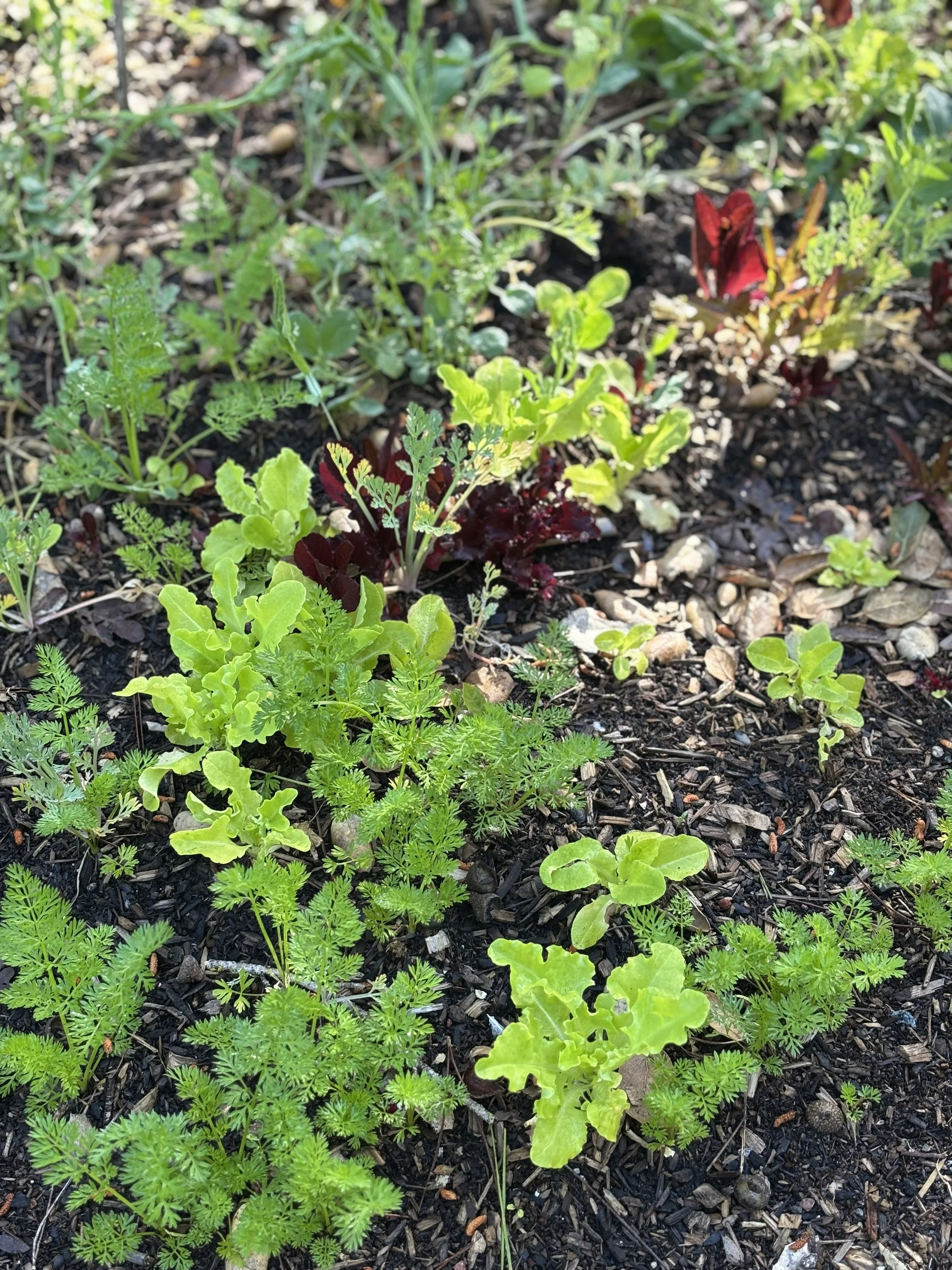 750 Lettuce and carrots.jpg