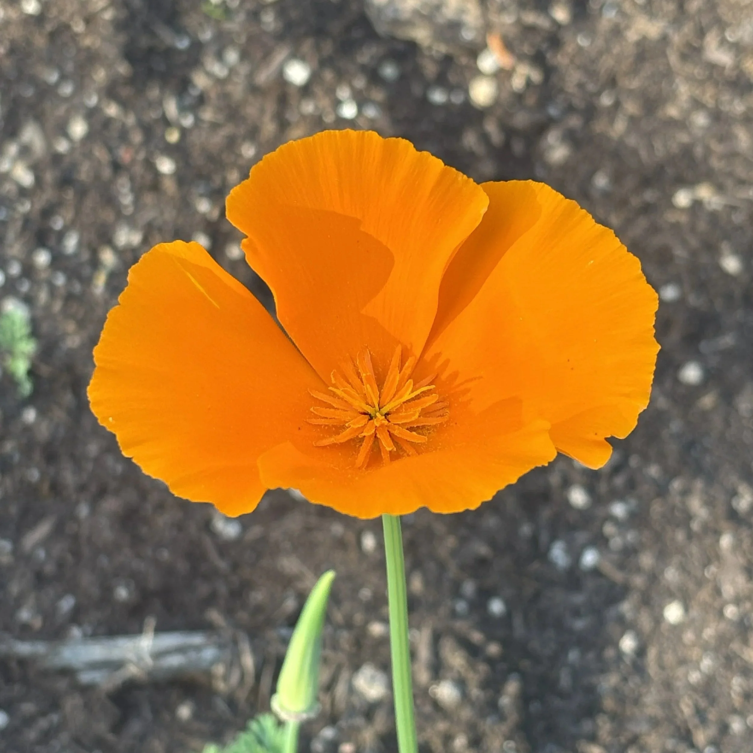750+Poppy.jpg