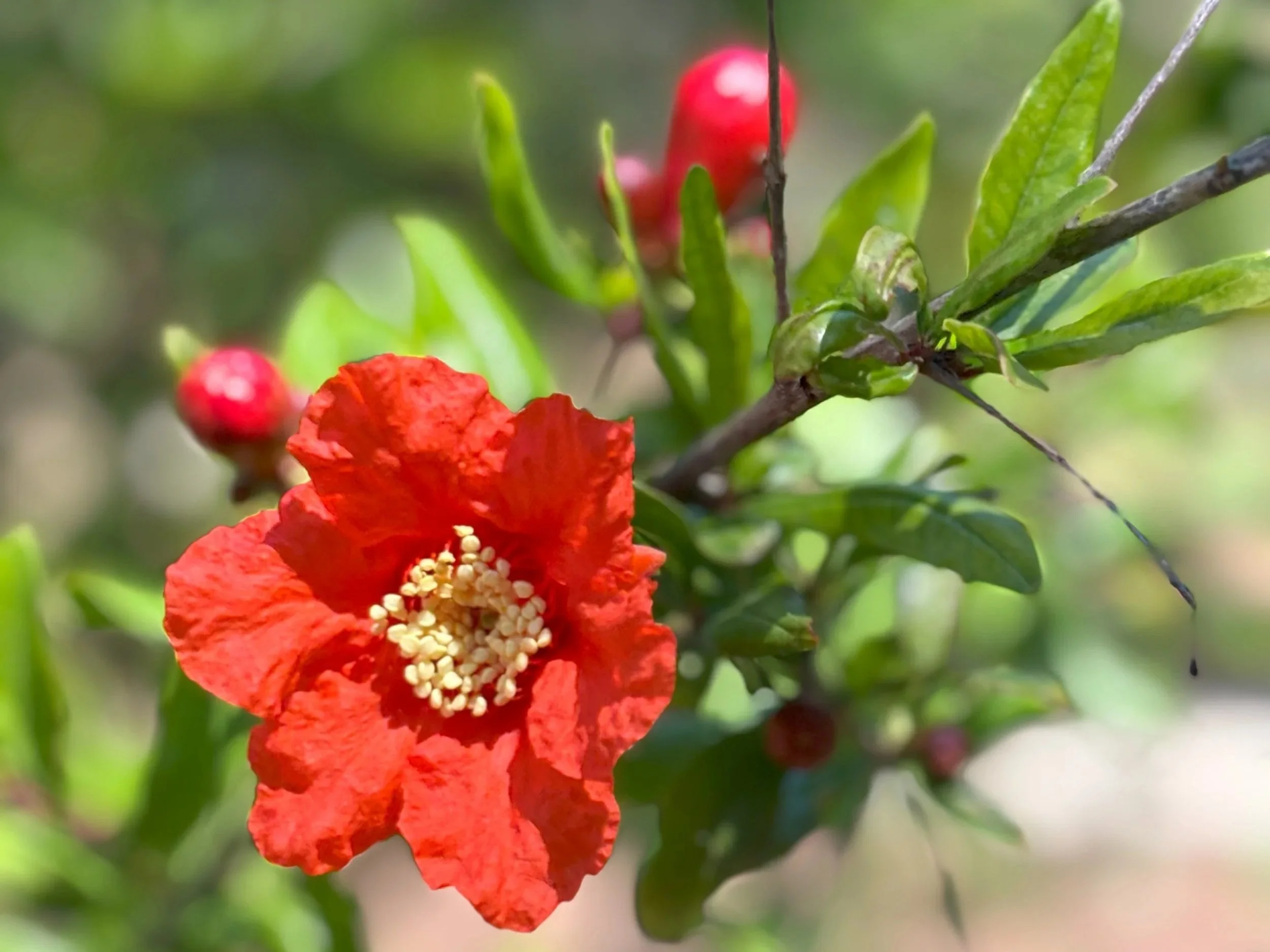 750+Punica+flower.jpg