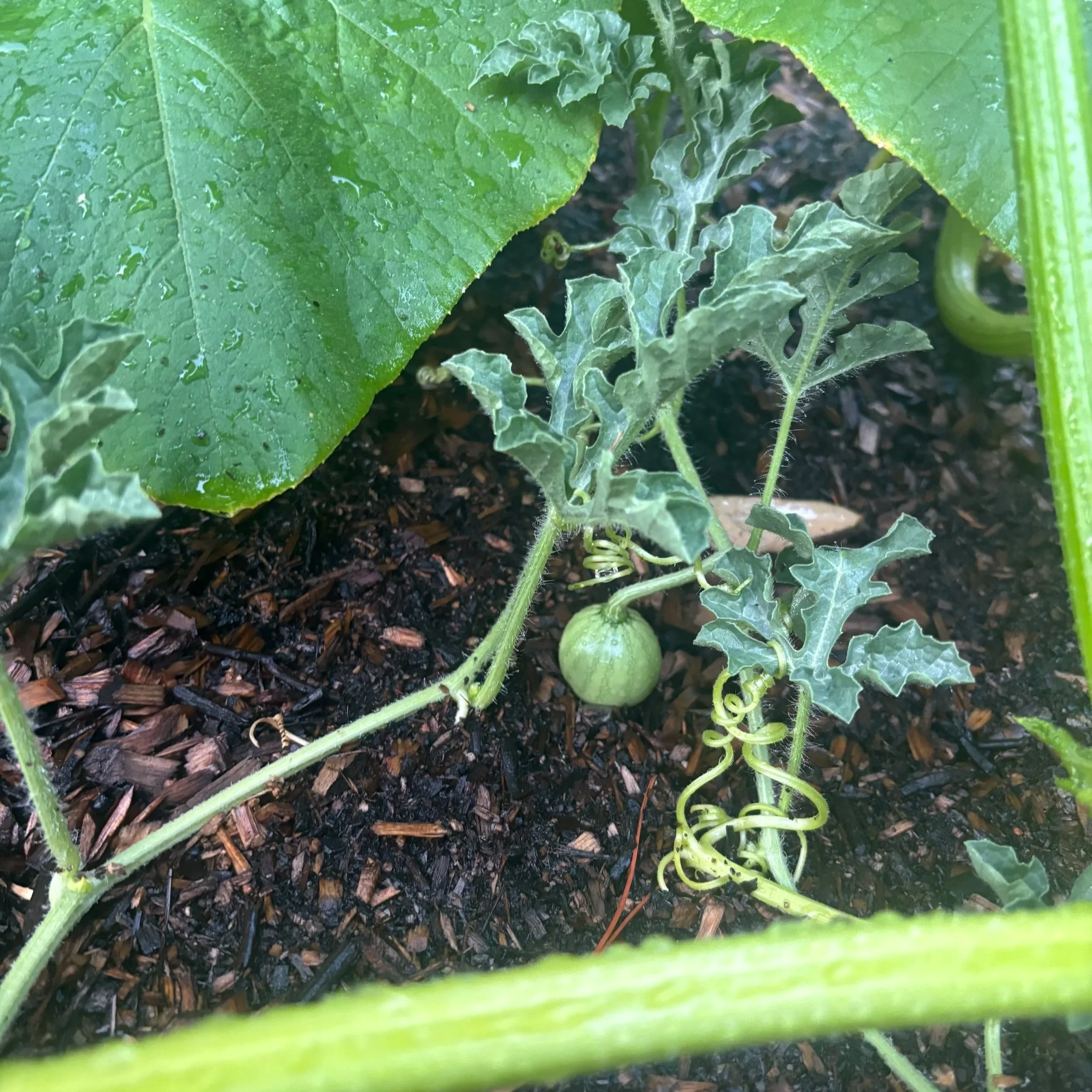 Baby+Watermelon.jpg