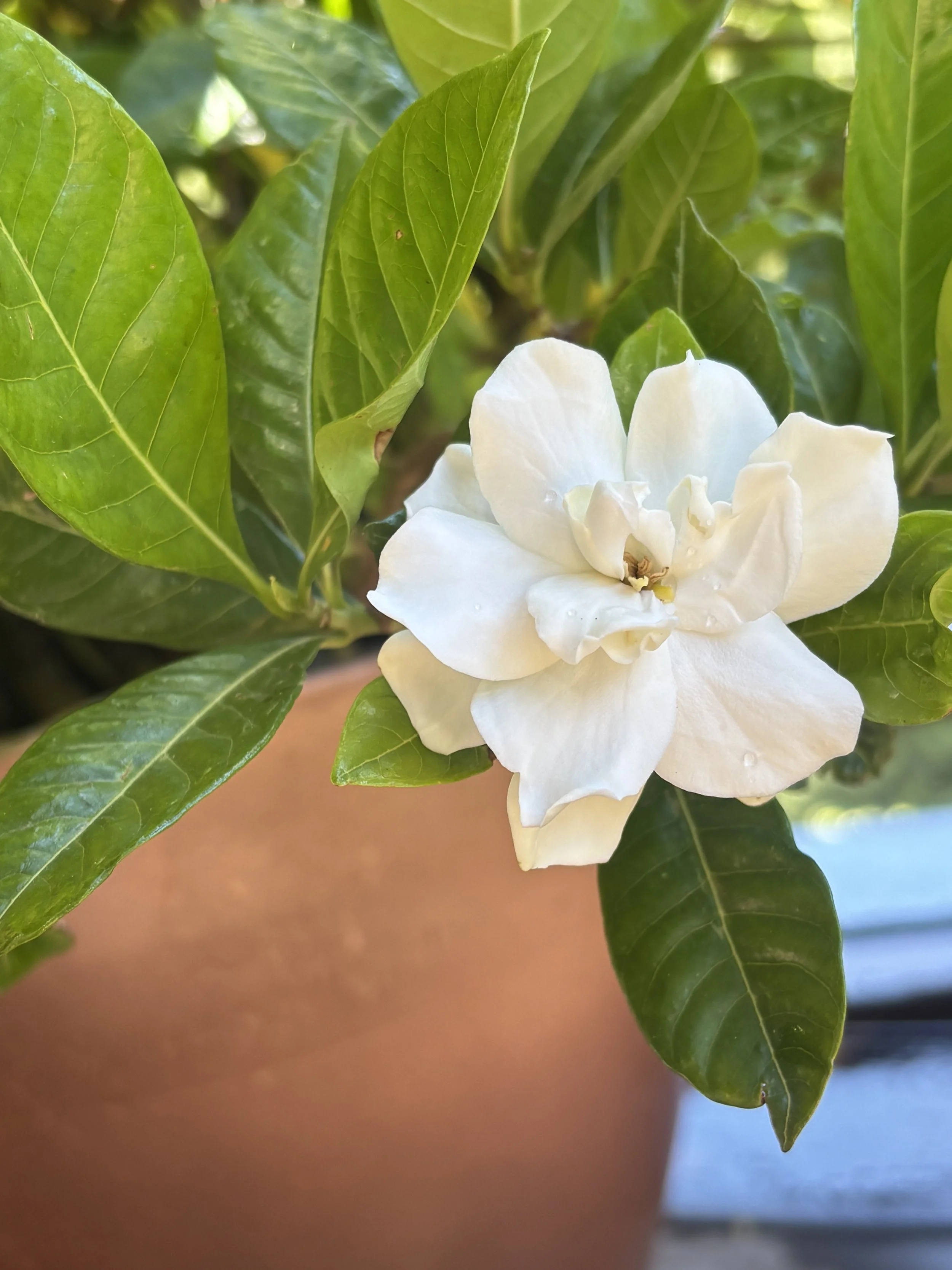 Rooted in Well-Being: A Philosophy of Holistic Garden Design