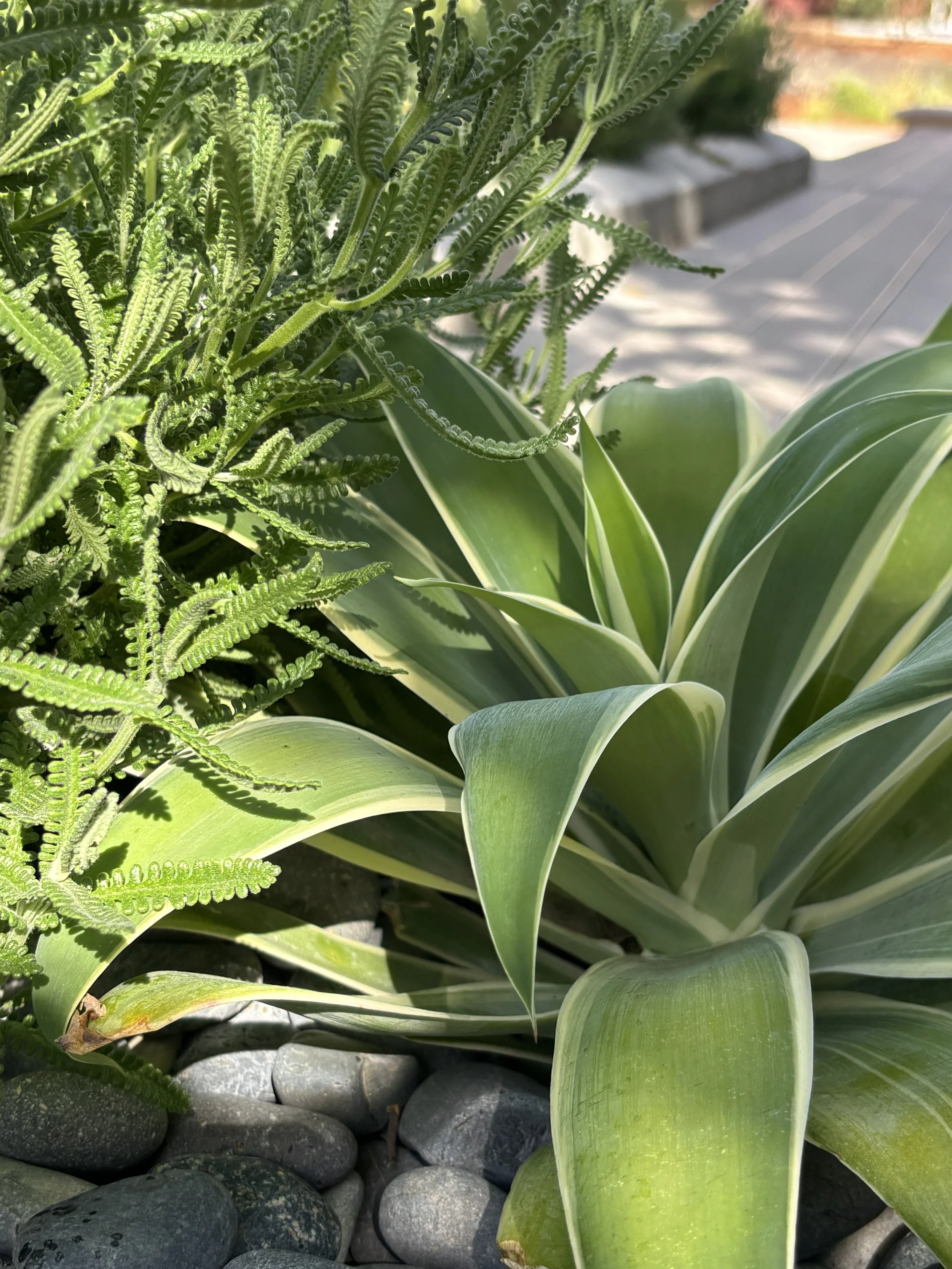 agave close.jpg