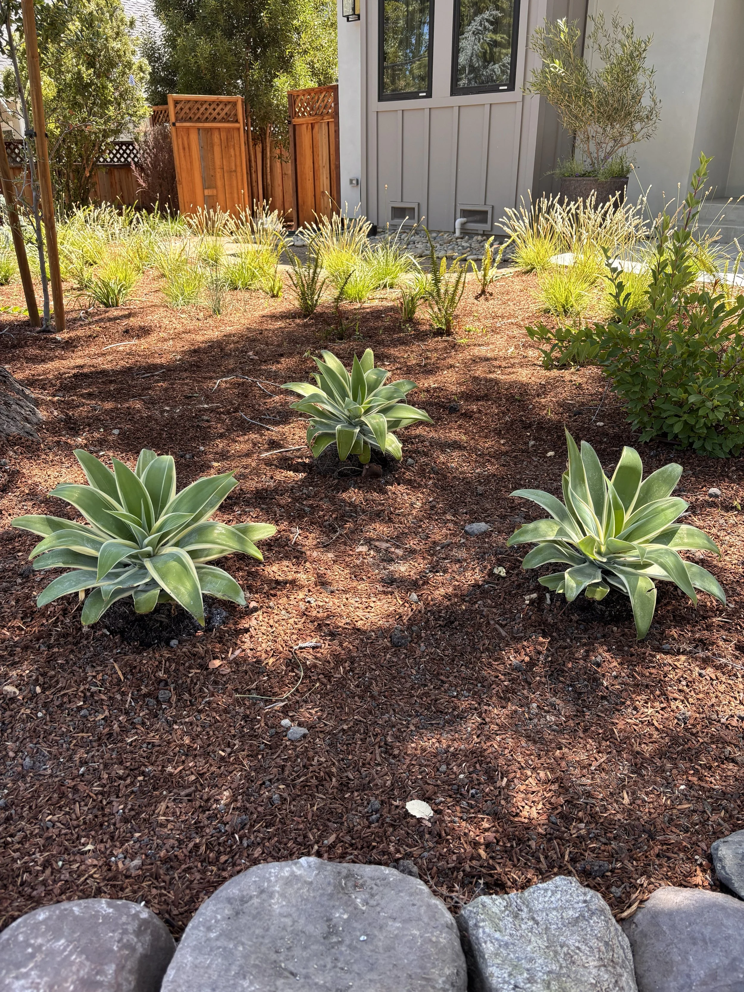 agave front.jpg