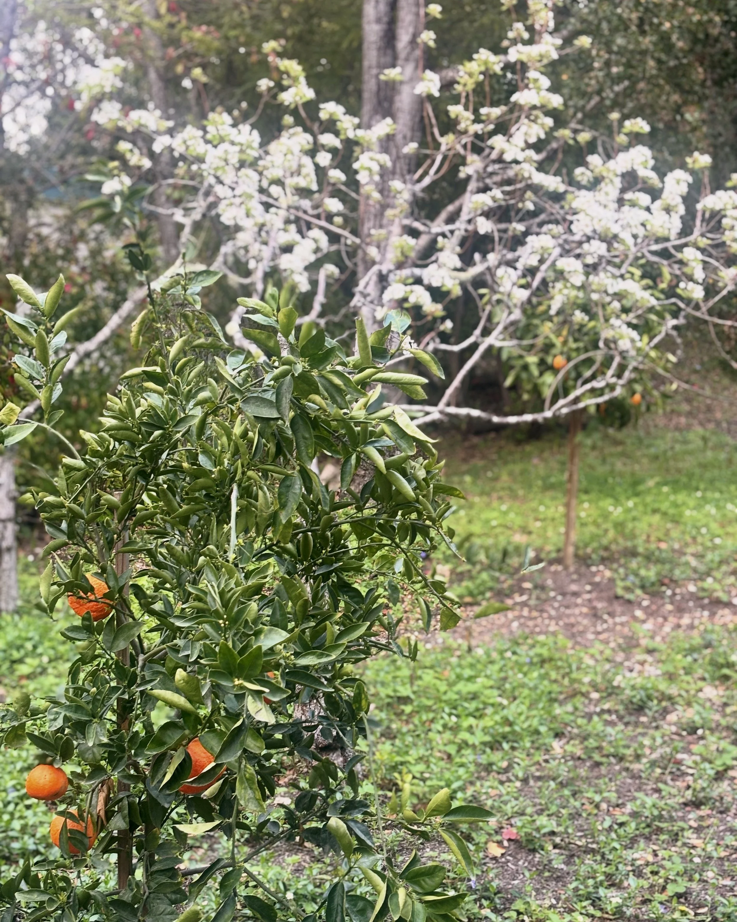 109 Citrus.jpg