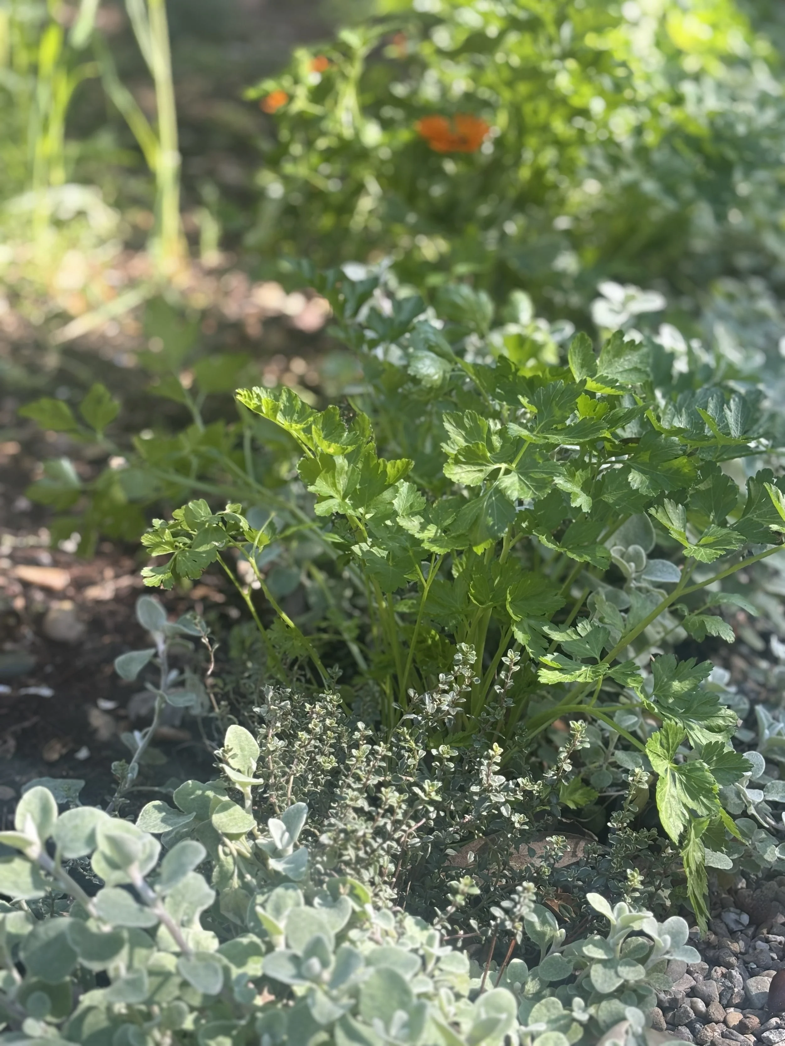 750 Herb border (2).jpg