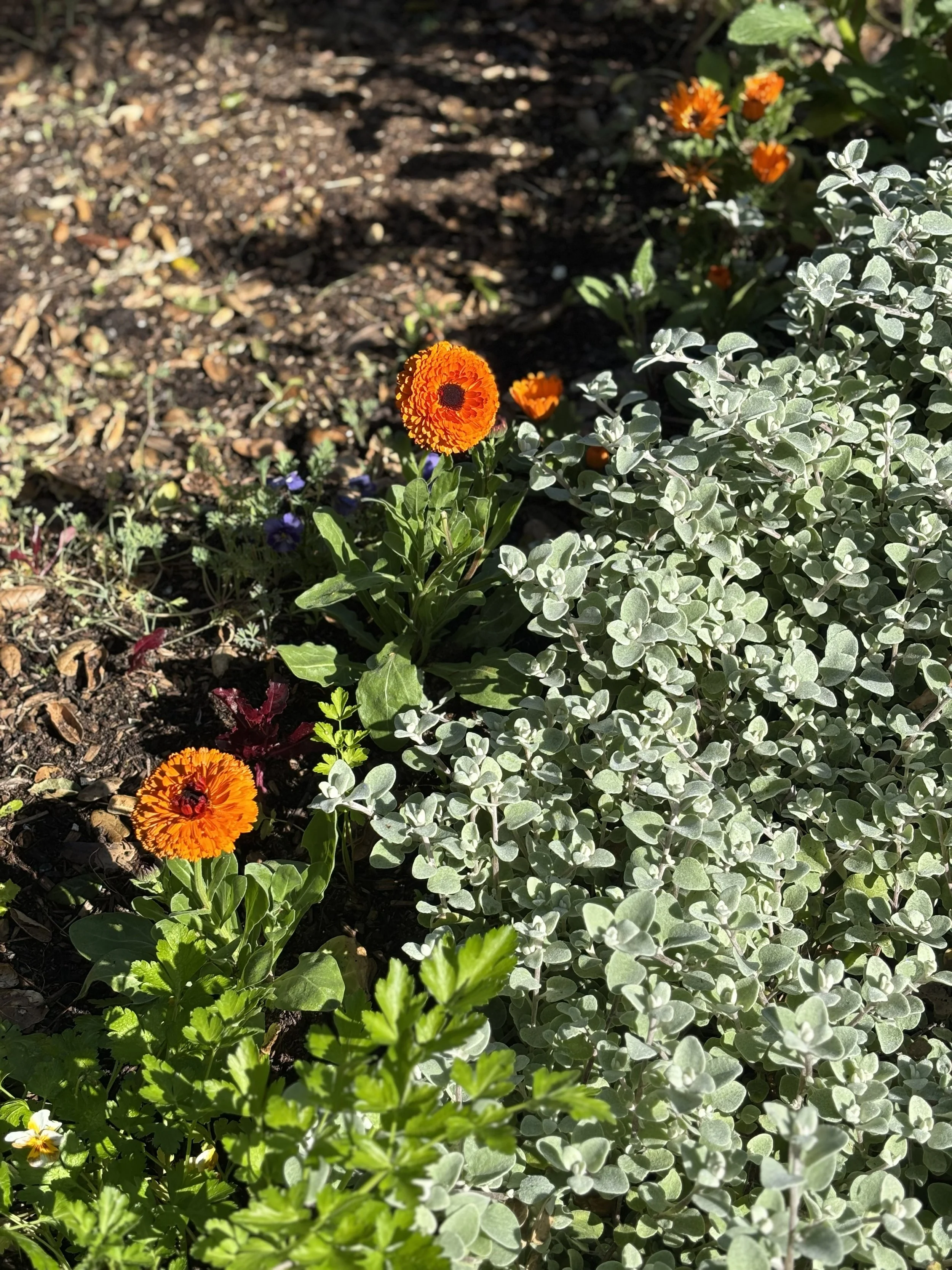 750 Herb Border.jpg
