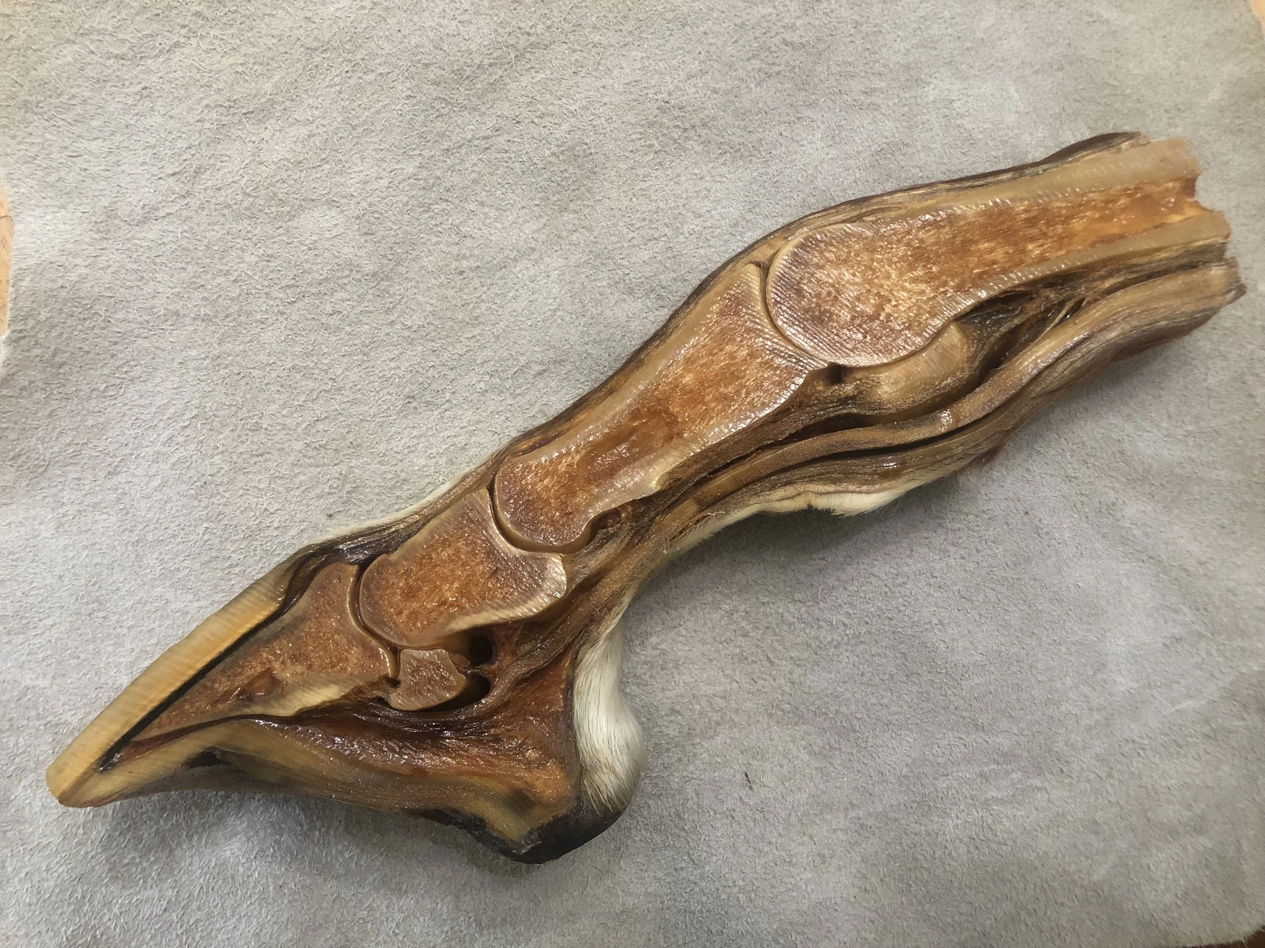 Distal Limb Specimen.jpeg