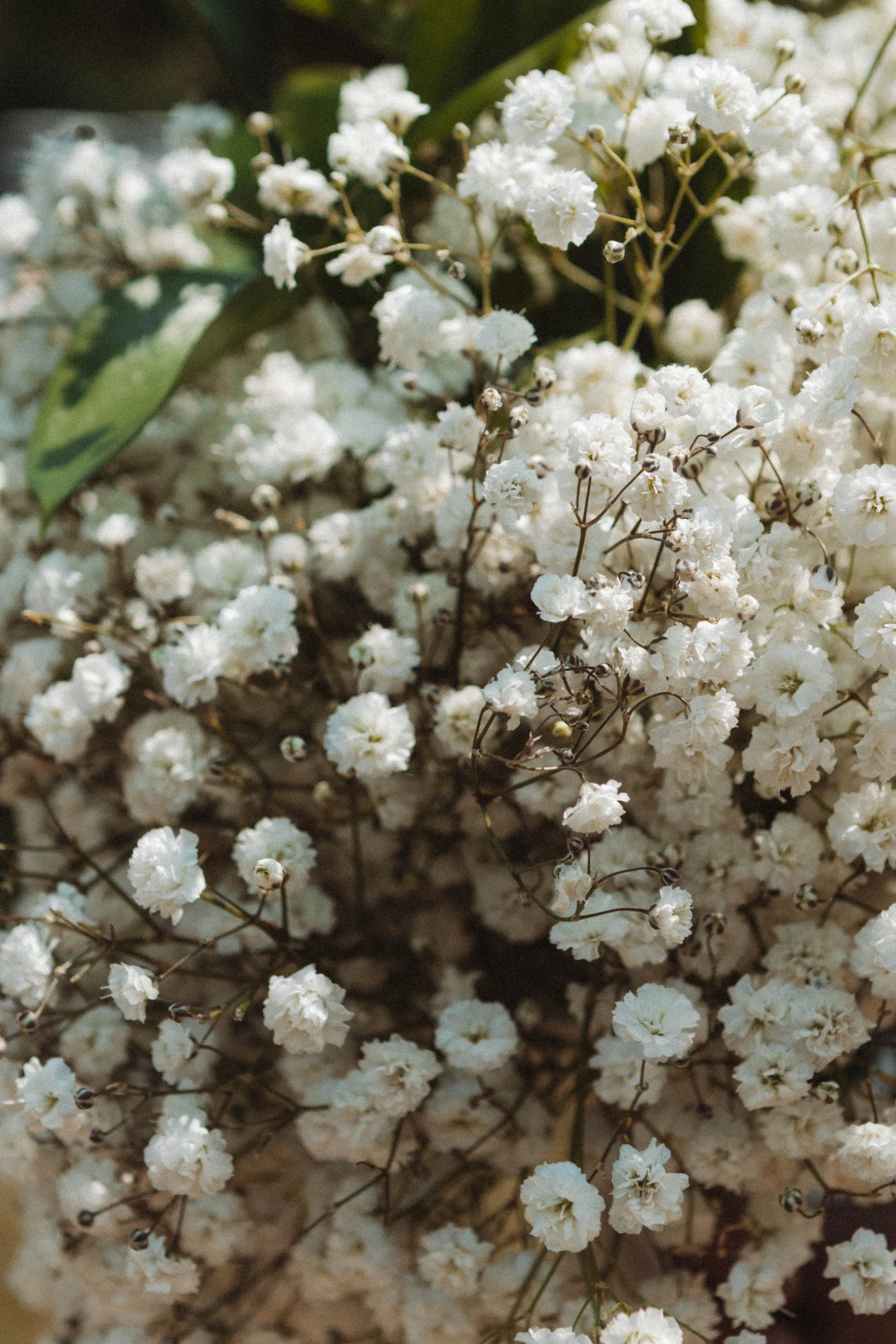 Close-up of white baby's breath flowers with green leaves and dark stems.