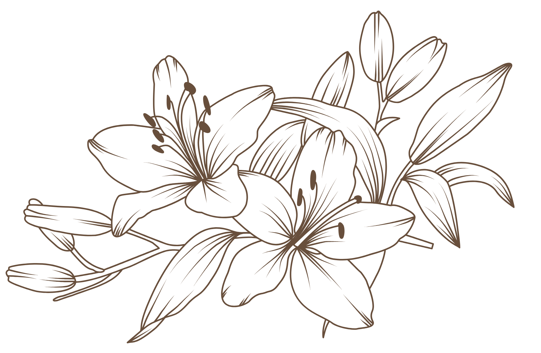 A brown line drawing of lilies with leaves on a black background.