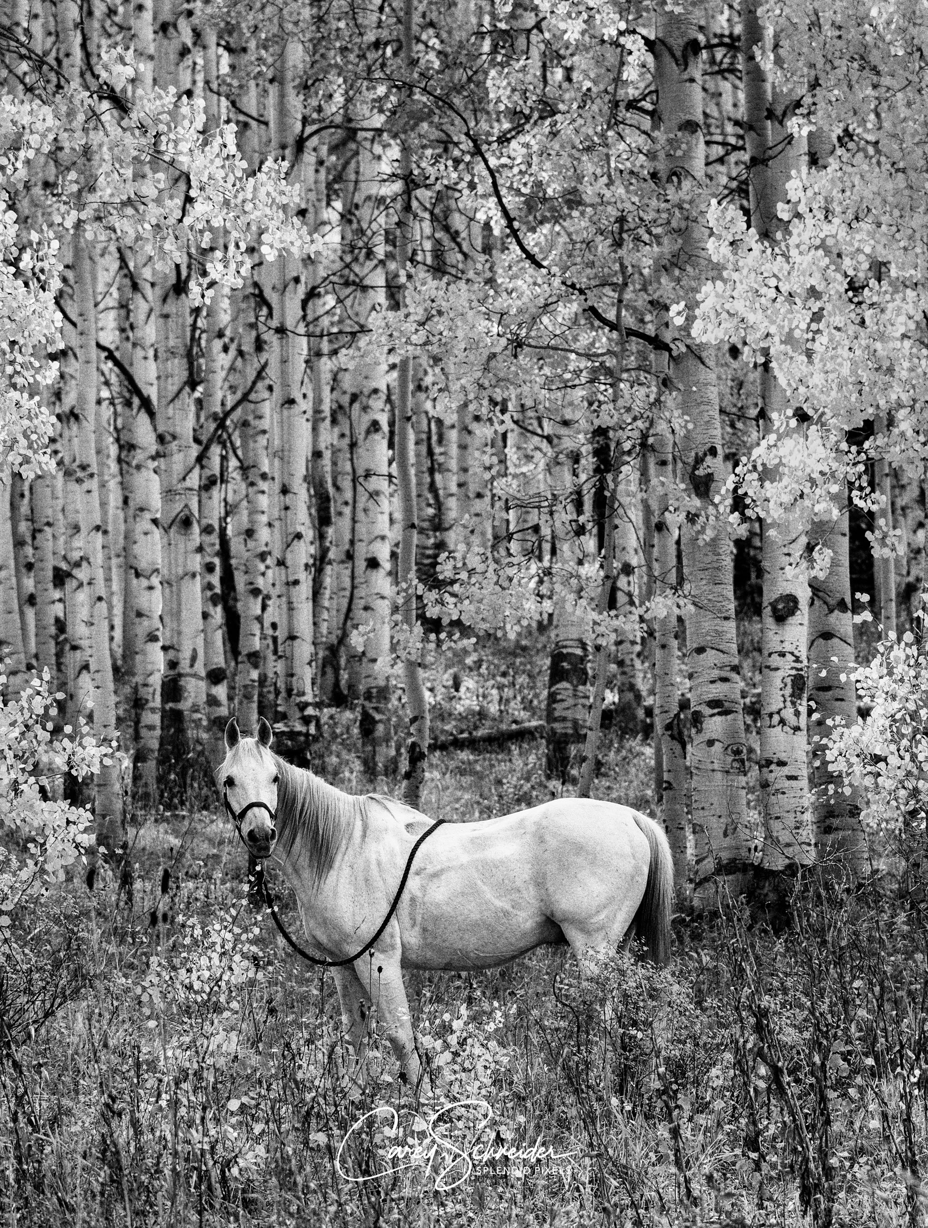 "RAZZ WITH FALL ASPENS"