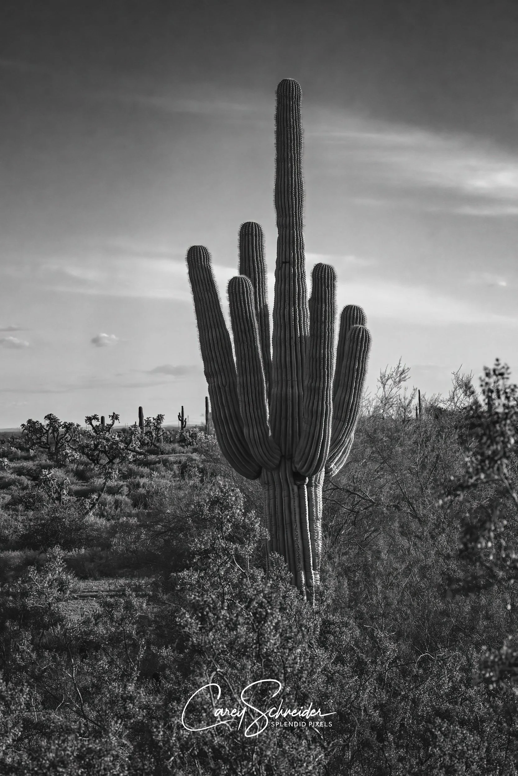 "SAGUARO"