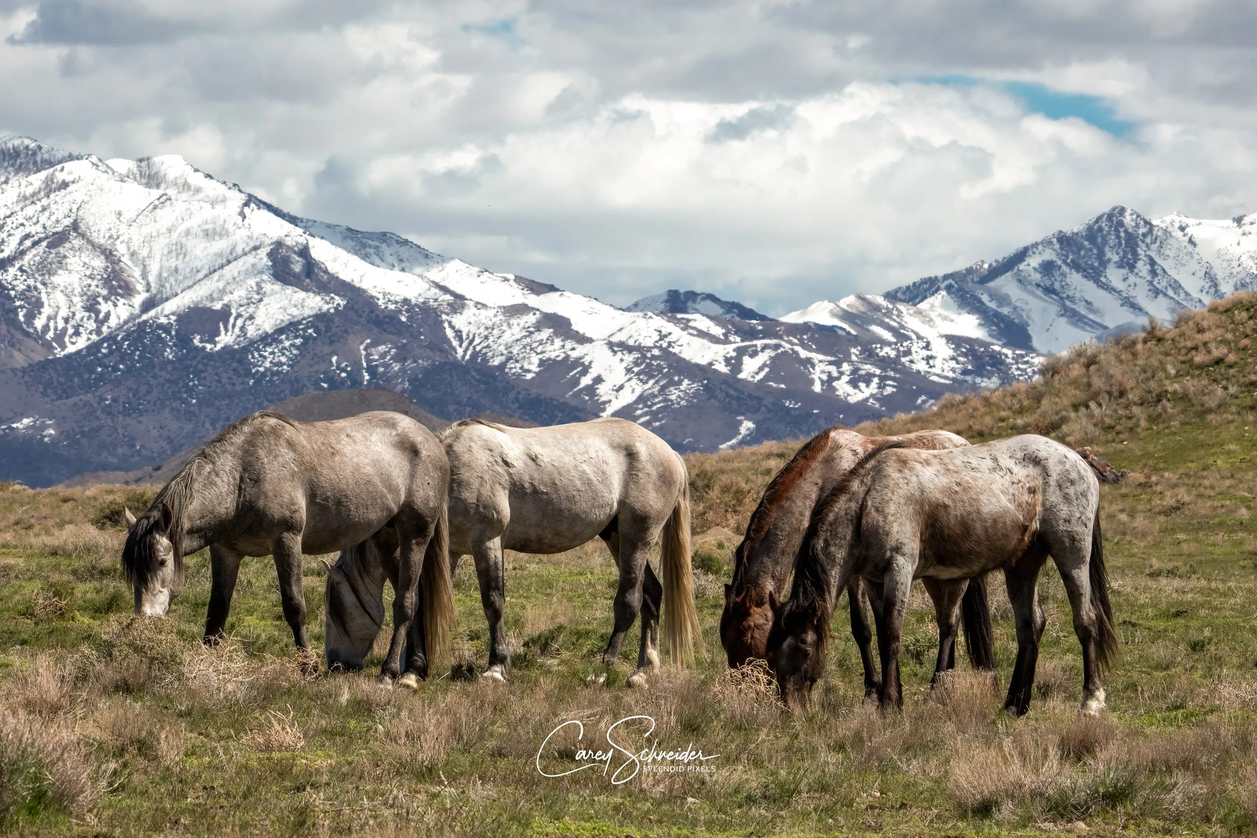 "HIGH PASTURE GRAZING"