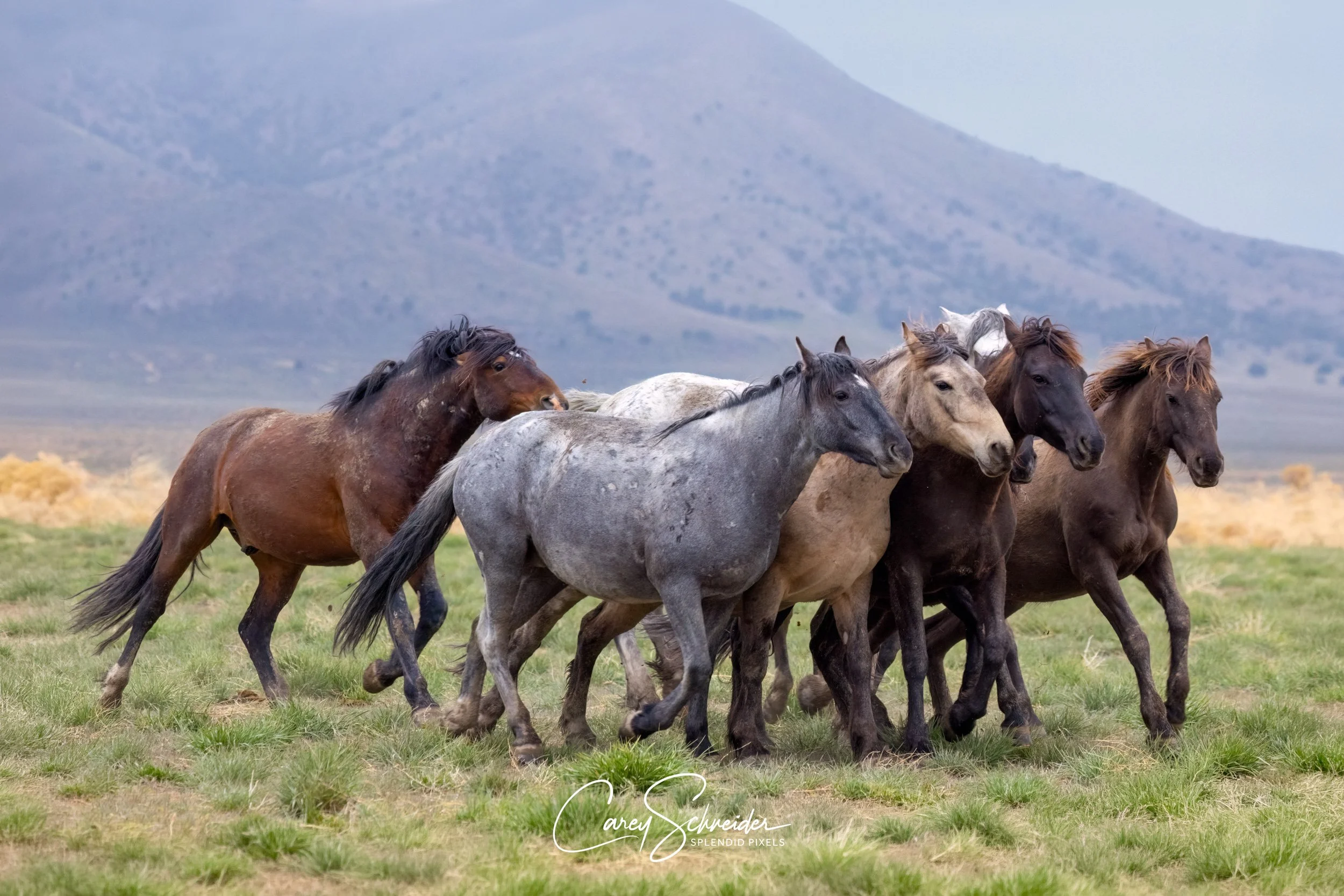 "THE PACK"