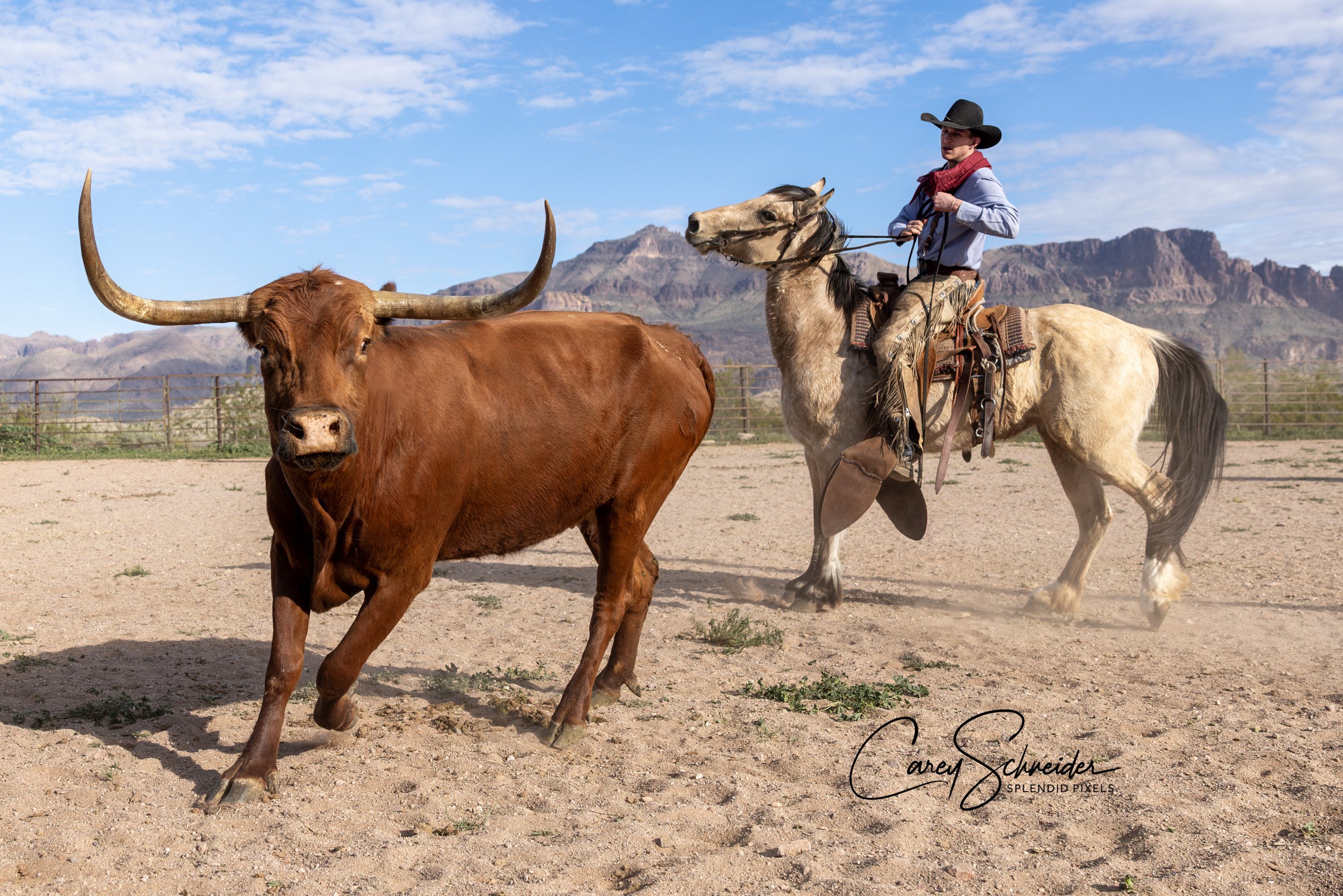 "LONGHORN COUNTRY"