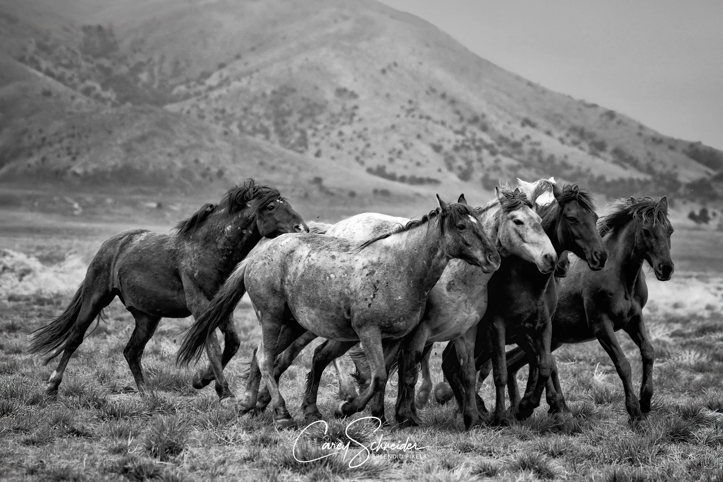 "THE PACK"