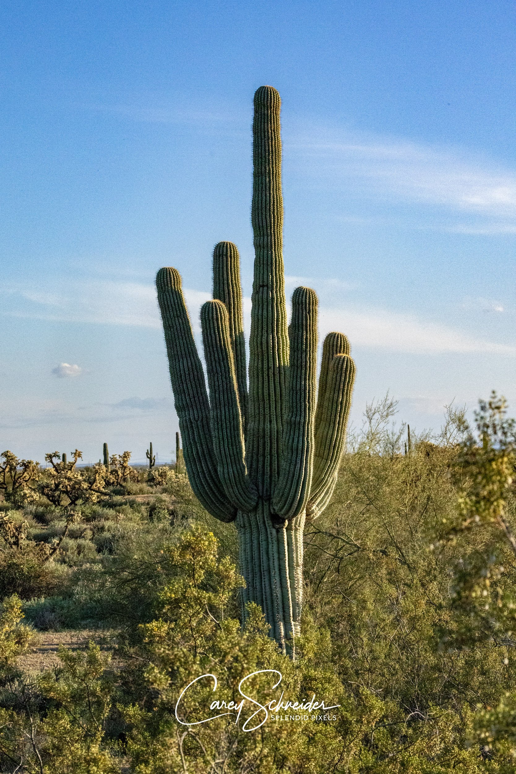 "SAGUARO"