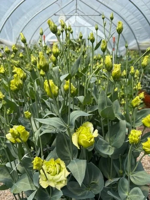 Lisianthus+greenhouse.jpg