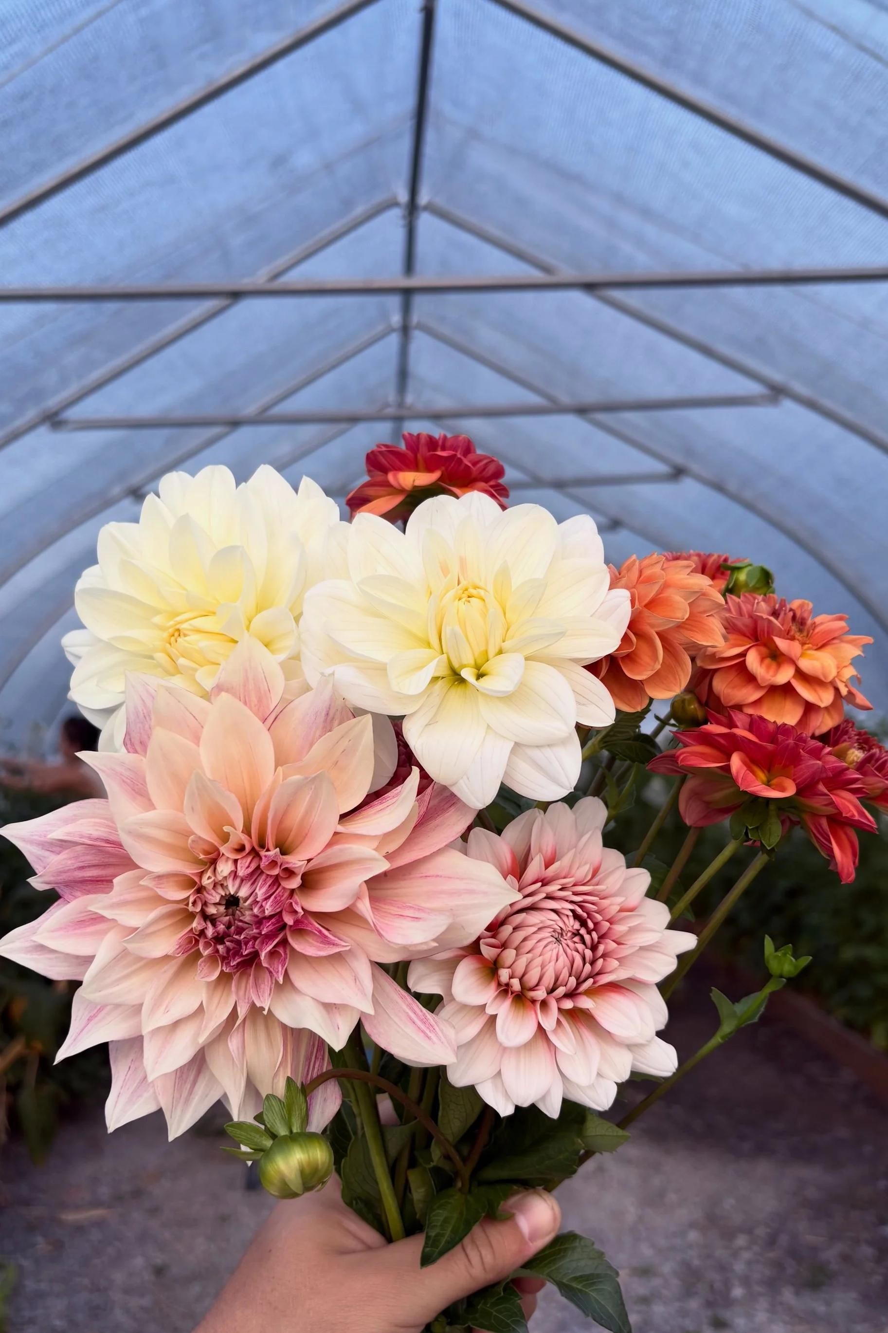 dahlias.png