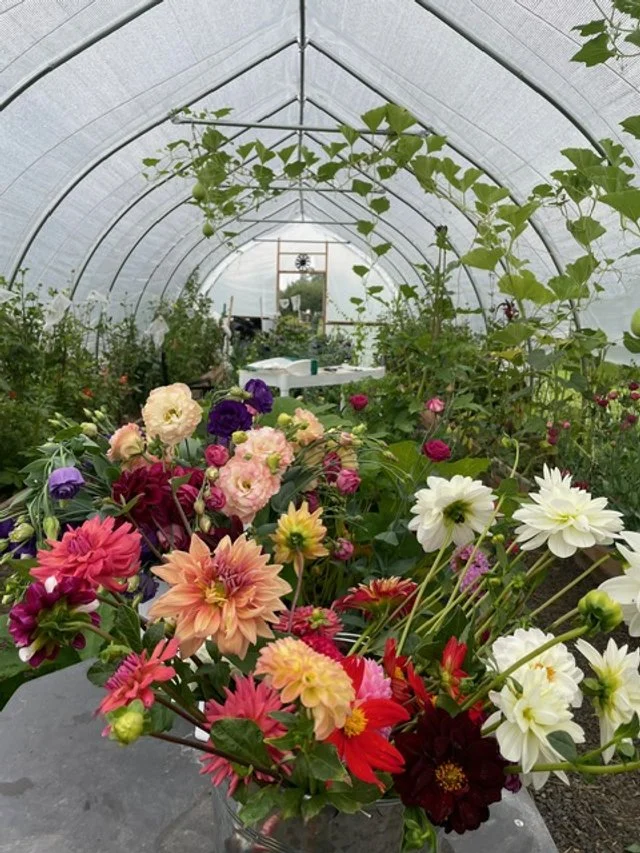 Hoophouse dahlias and vines.jpg
