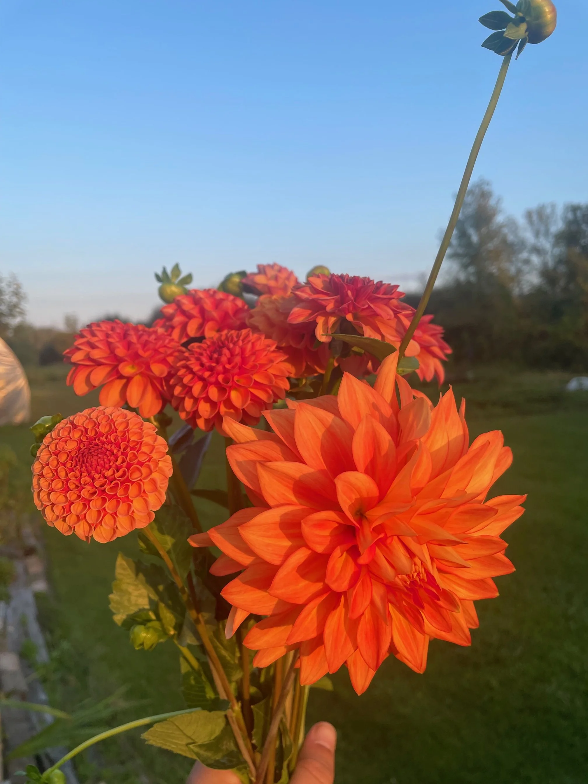 red orange dahlias.jpg
