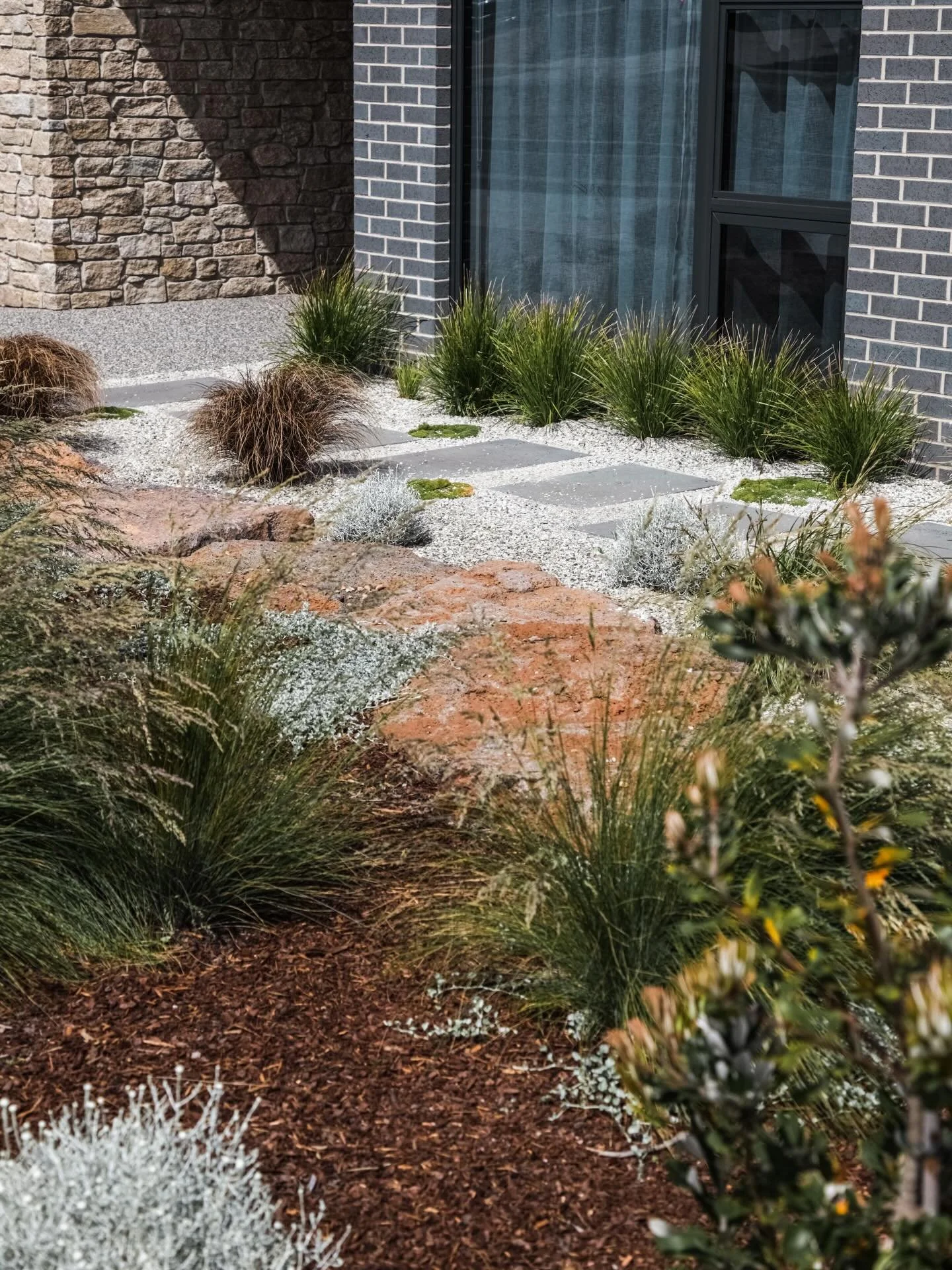 Plants to consider for your coastal garden, recommended by Direct Seed👇
🌿 Coast Bush Pea
🌿 White Correa
🌿 Common Everlasting